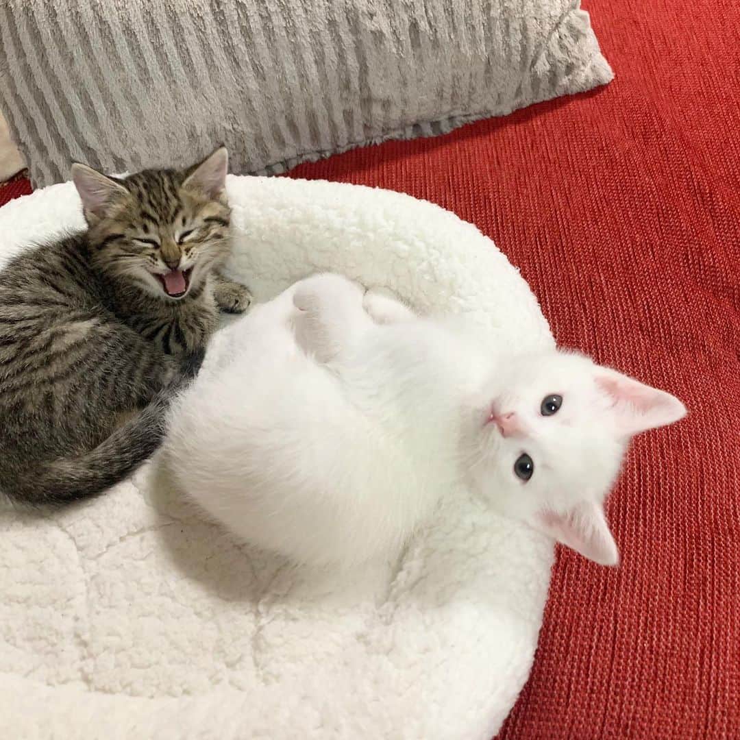Chiakiさんのインスタグラム写真 - (ChiakiInstagram)「ごま🐱しお 可愛い〜💓 ⑤枚目、しおちゃんの顔ヤバイことなってる😹笑 ･ #ごましお #猫スタグラム #ごましおスタグラム #猫 #猫のいる暮らし」11月26日 13時07分 - chianyanchu