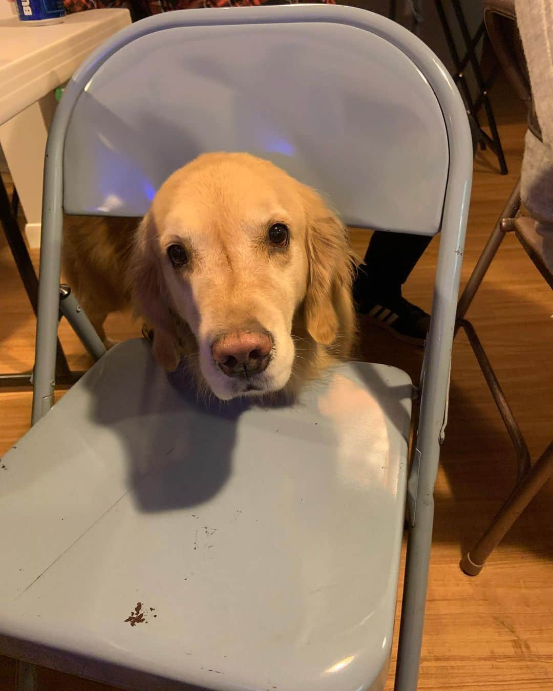 モヒートさんのインスタグラム写真 - (モヒートInstagram)「We hosted Friendsgiving yesterday. Julep and I apparently swapped personalities. She was a good girl...I tried stealing food and got stuck in a folding chair 😂 ------------------------------- #goldensofig #goldenretriever  #goldenretrieversofinstagram #betterwithpets #dogsofig  #dogsofinstagram #fluffypack #gloriousgoldens #welovegoldens #ilovemydog #goldenlife #bestwoof #ProPlanDog #ilovegolden_retrievers #mydogiscutest #retrieversgram #dogsofcle」11月26日 13時43分 - mojito_rose_family