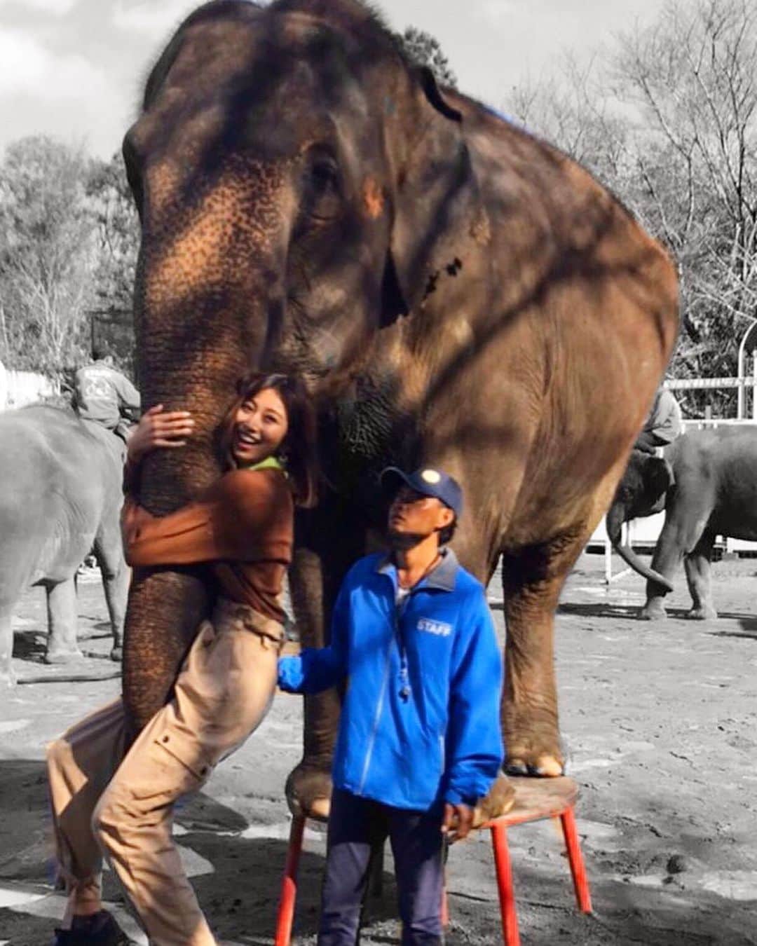 古賀あかねさんのインスタグラム写真 - (古賀あかねInstagram)「千葉県市原市にある﻿ 市原ぞうの国って知ってる😪？﻿ ﻿ 日本で一番象がたくさん﻿ いる動物園なんだよー🐘﻿ ﻿ ﻿ 象さんショーとかも﻿ あって楽しかったぁ🥰﻿ ﻿ ﻿ #市原ぞうの国﻿ #elephant ﻿」11月26日 13時50分 - iam.akanetan