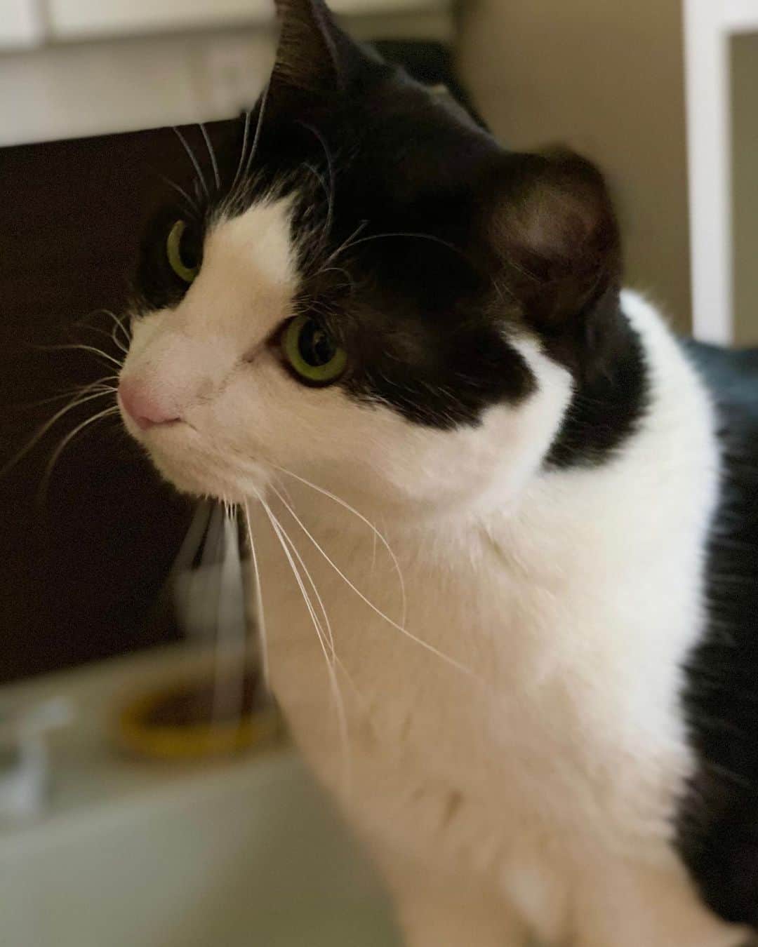 野間美由紀のインスタグラム：「洗面所の猫。」