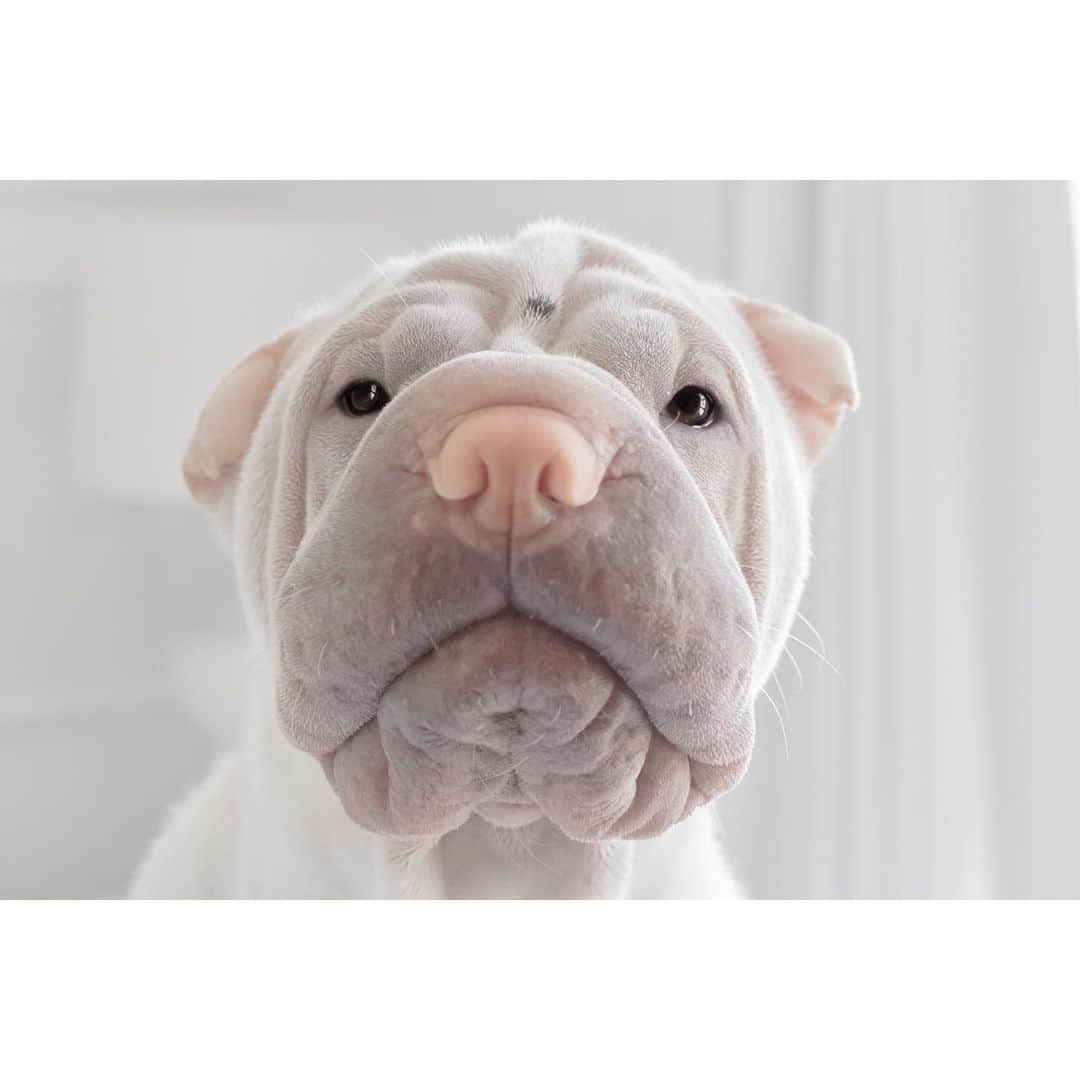 annie&pADdinGtoNさんのインスタグラム写真 - (annie&pADdinGtoNInstagram)「Mr Lambington #butterwouldntmelt #sharpei #sharpeisofinstagram #sharpeilove #dog #dogs #dogsofinstagram #doggo #dogoftheday #love #wrinkles #pastel #instagood #weeklyfluff #petsofinstagram #pet #iloveyoutothemoonandback」11月26日 13時50分 - anniepaddington