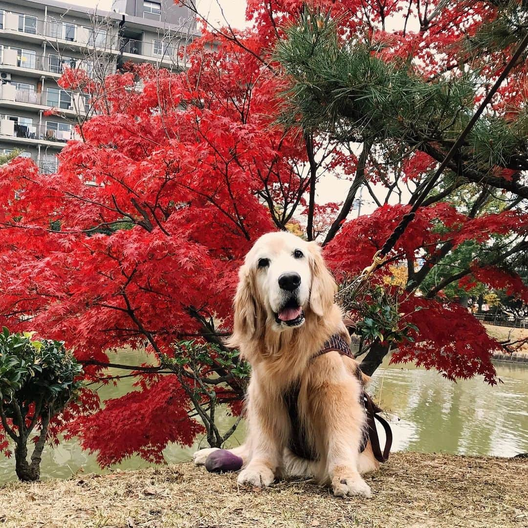 kei515yuさんのインスタグラム写真 - (kei515yuInstagram)「大好きだよ  #dogsofinstagram #ゴールデンレトリバー #ilovegolden_retrievers #retrieversgram #insta_animal #dog_ofinstagram #gloriousgoldens #retriever #goldenretriever #犬バカ部 #igdog #gryuuko #repost_ezyjp #retrieveroftheday #weeklyfluff #thedailygolden  #excellent_dogs #pecoいぬ部 #てんかん持ちワンコ #前庭疾患回復期 #高齢犬14歳 #高齢犬 #seniordogs #seniordogsofinstagram」11月26日 14時03分 - kei515yu