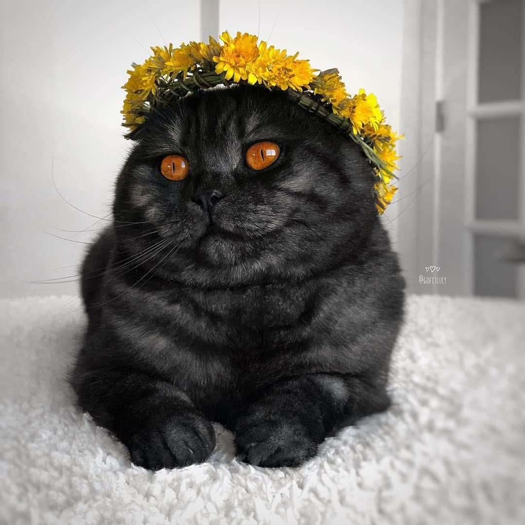 9GAGさんのインスタグラム写真 - (9GAGInstagram)「🎃 -eyed meow By @gofitlucy - #cat #prettyeyes #meowjestic #9gag」11月26日 14時19分 - 9gag