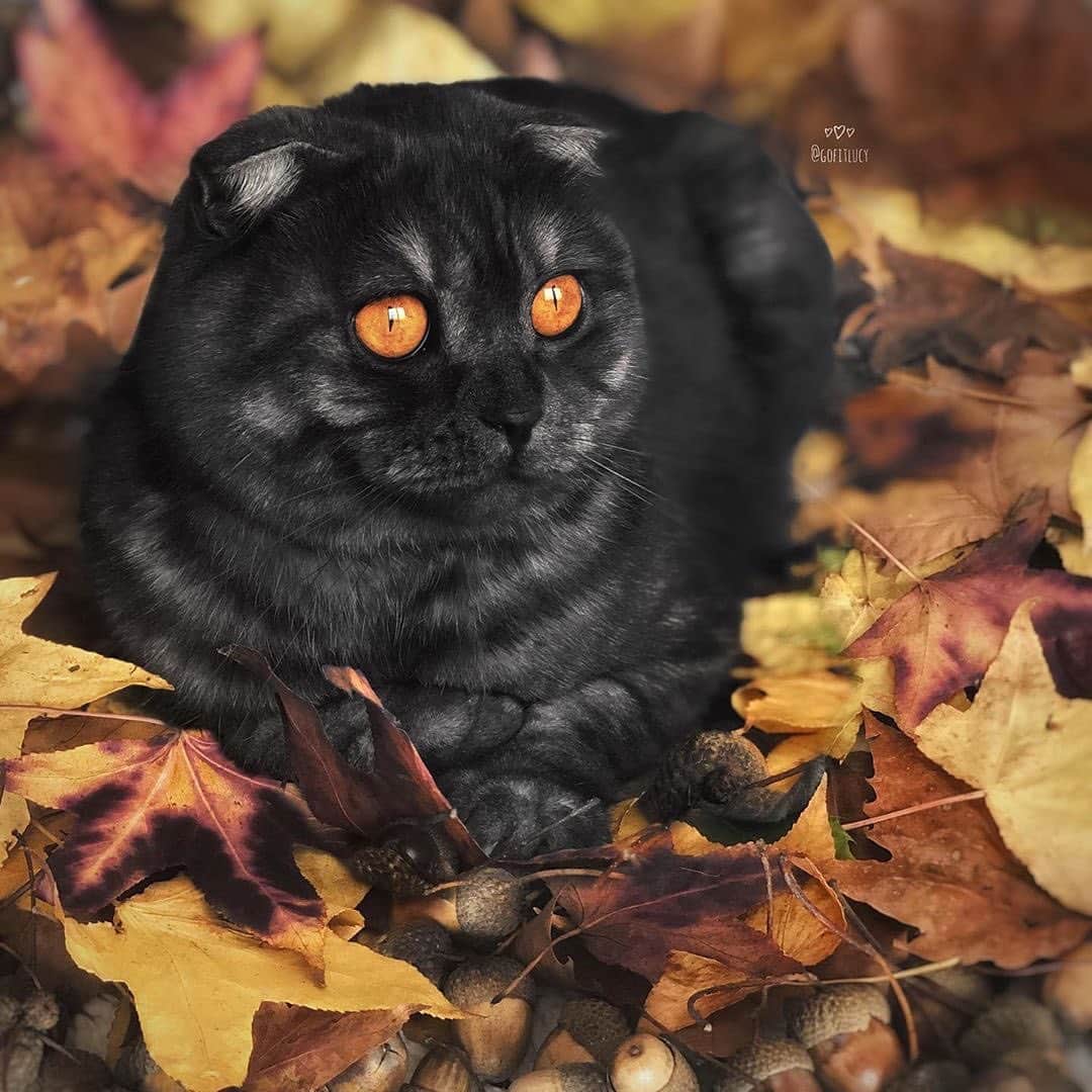 9GAGさんのインスタグラム写真 - (9GAGInstagram)「🎃 -eyed meow By @gofitlucy - #cat #prettyeyes #meowjestic #9gag」11月26日 14時19分 - 9gag