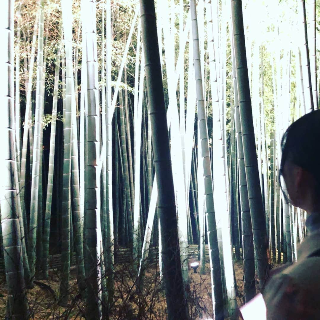 なつ葵さんのインスタグラム写真 - (なつ葵Instagram)「おいでやす🍵  #kyoto#Japan #temple #京都 #うしろ姿  #紅葉ライトアップ」11月26日 14時30分 - natsuki_taiyaki