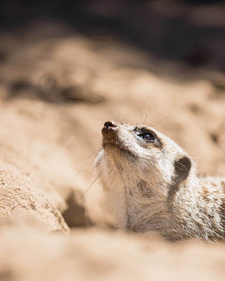 タロンガ動物園さんのインスタグラム写真 - (タロンガ動物園Instagram)「Scurry, Sniff, Flinch! 📸 @chriswheelr  #forthewild」11月26日 15時00分 - tarongazoo