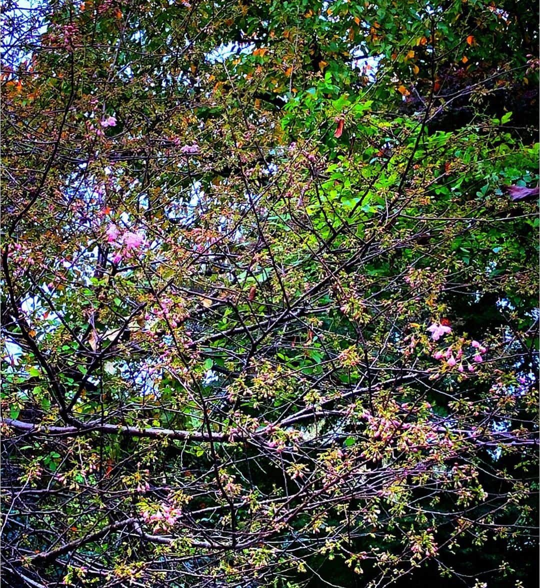 理絵さんのインスタグラム写真 - (理絵Instagram)「近所のヒマラヤ桜がやっと咲き始めました🌸  去年は今ごろ満開だったのでもしかしたら今年は咲かないのかな？なんて思っていたので嬉しい  そしてあまりにも寒くてスタバでナッティホワイトモカを注文🤎寒すぎてすぐにぬるくなってしまった  #ヒマラヤ桜 #ヒマラヤザクラ #桜 #sakura #cherryblossom #flowers #flower #fiore #꽃 #花 #スタバ #ナッティホワイトモカ #starbucks #tokyo #japan」11月26日 15時16分 - ____rie____