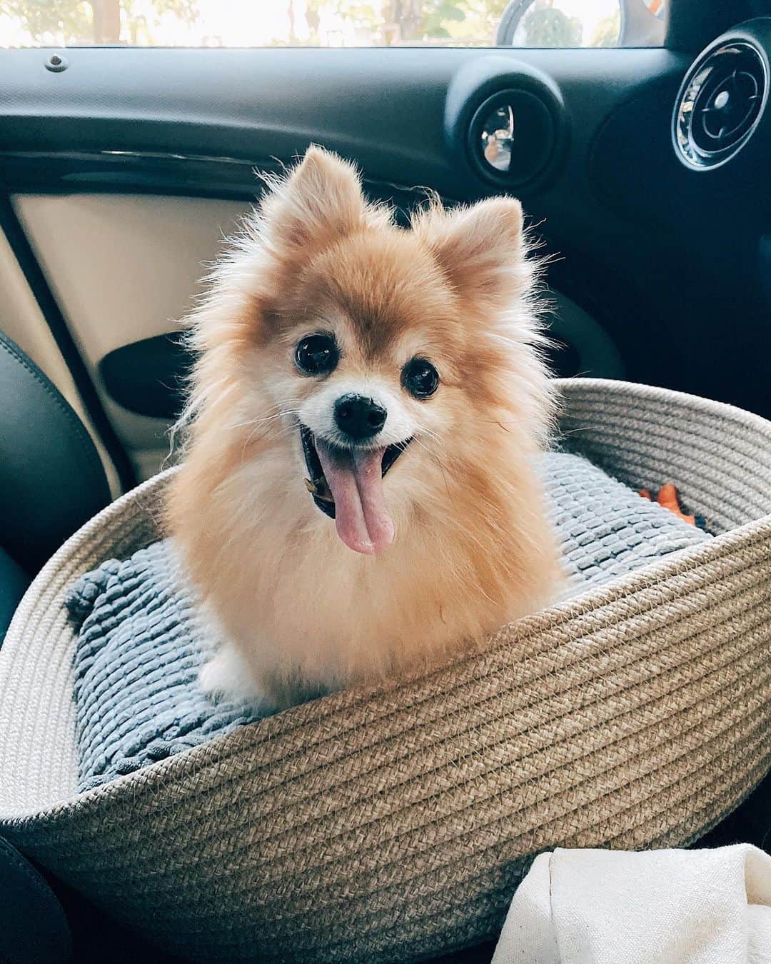 r_oseのインスタグラム：「Best companion🦁〰️ #carride」