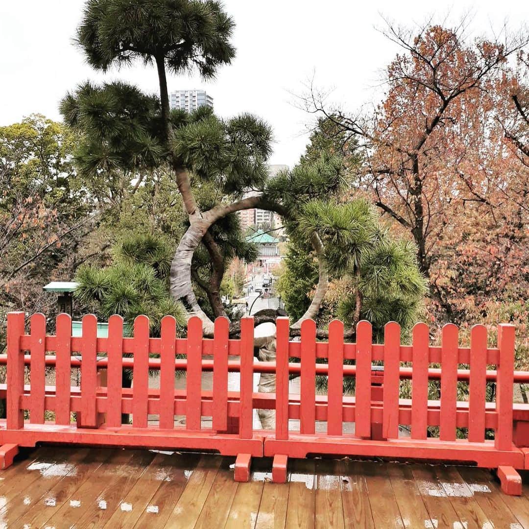関谷亜矢子さんのインスタグラム写真 - (関谷亜矢子Instagram)「上野公園の月の松を友人に連れられて見てきました。歌川広重の「名所江戸百景」にも描かれていて、今あるのは復元されたもの。東京に住んでいても知らない名所がいっぱい。  #月の松 #歌川広重 #上野公園#清水観音堂 #不忍池弁天堂 #紅葉 #ランチ からの#なぜか #ミイラ展 #国立科学博物館 #レアな機会 #ありがとう#写真も ❣️」11月26日 21時06分 - ayakosekiya.516