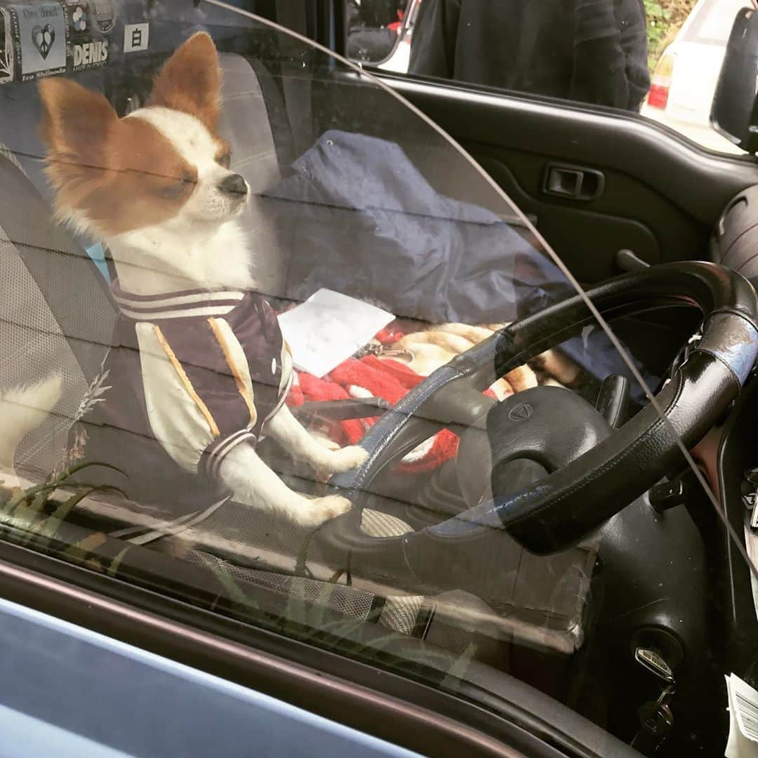 鳥越裕貴さんのインスタグラム写真 - (鳥越裕貴Instagram)「#dog #car  あなた居眠り運転ちゃいまっか？笑 #可愛い」11月26日 15時56分 - yuki_torigoe.cleftchin