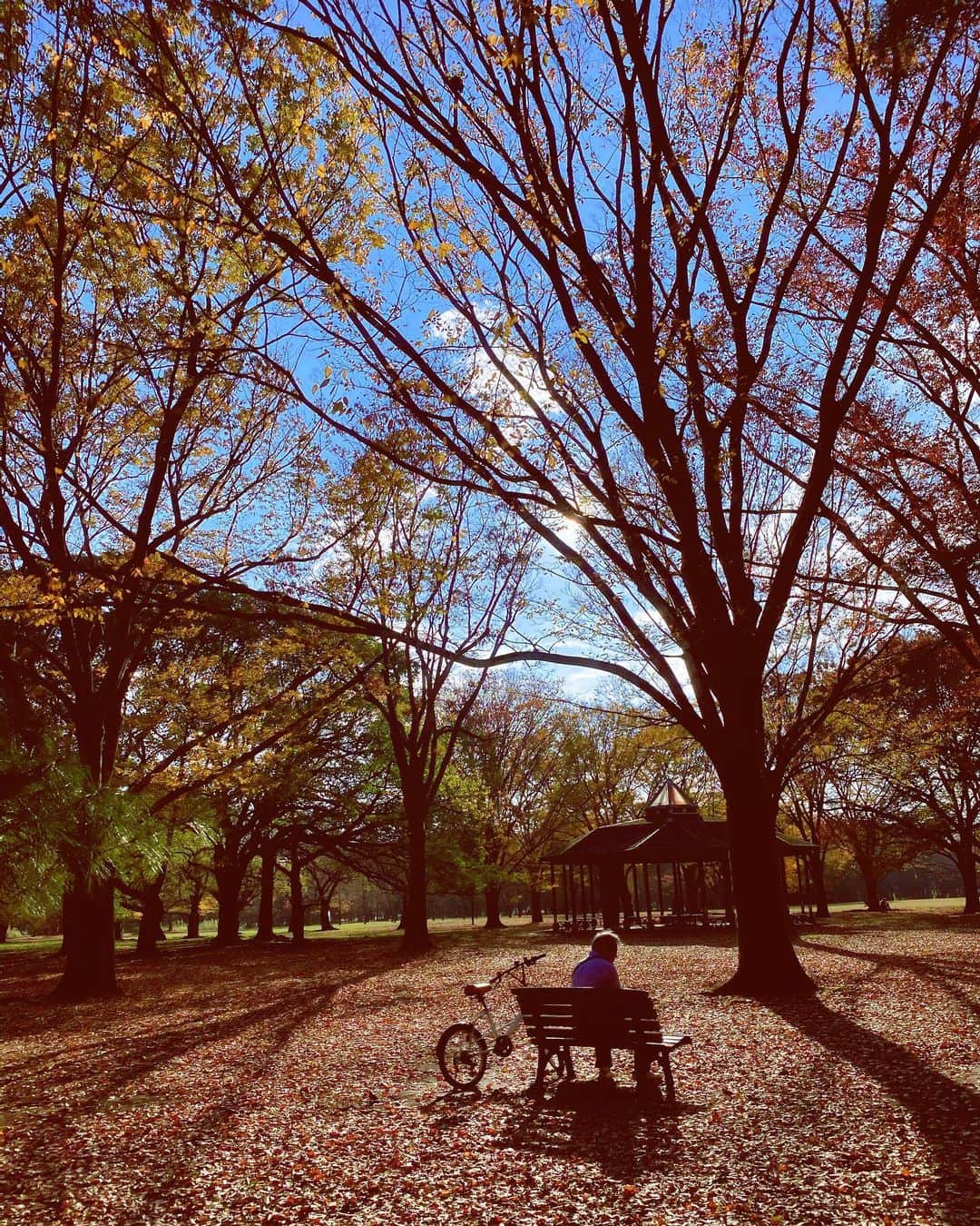 mimeiさんのインスタグラム写真 - (mimeiInstagram)「big lil world #autumnleaves #紅葉」11月26日 16時30分 - mimeiland
