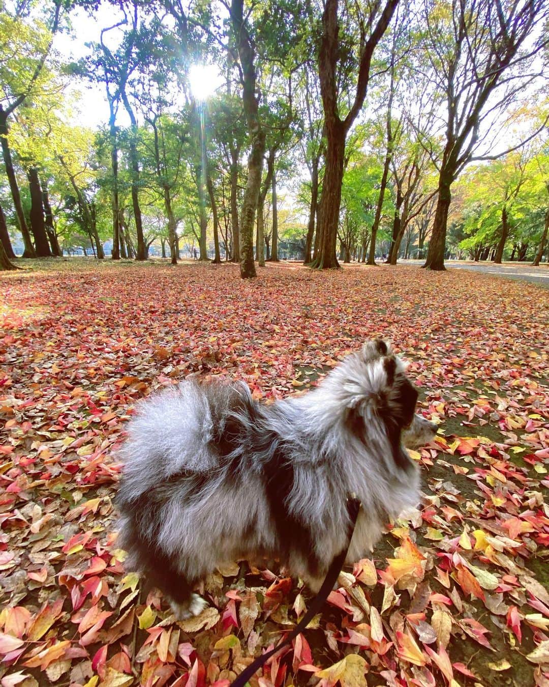 mimeiのインスタグラム：「big lil world #autumnleaves #紅葉」