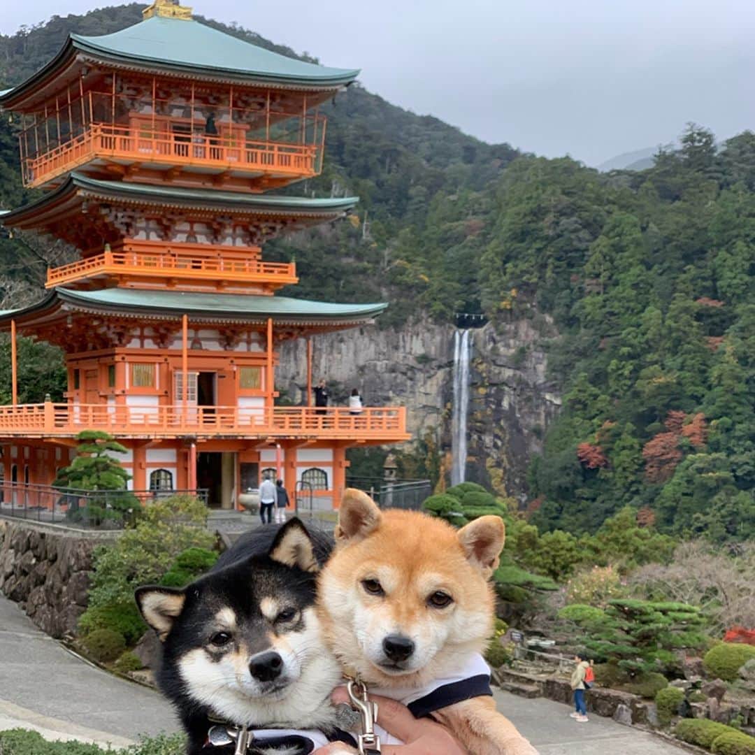 豆柴なつ&ふゆのインスタグラム