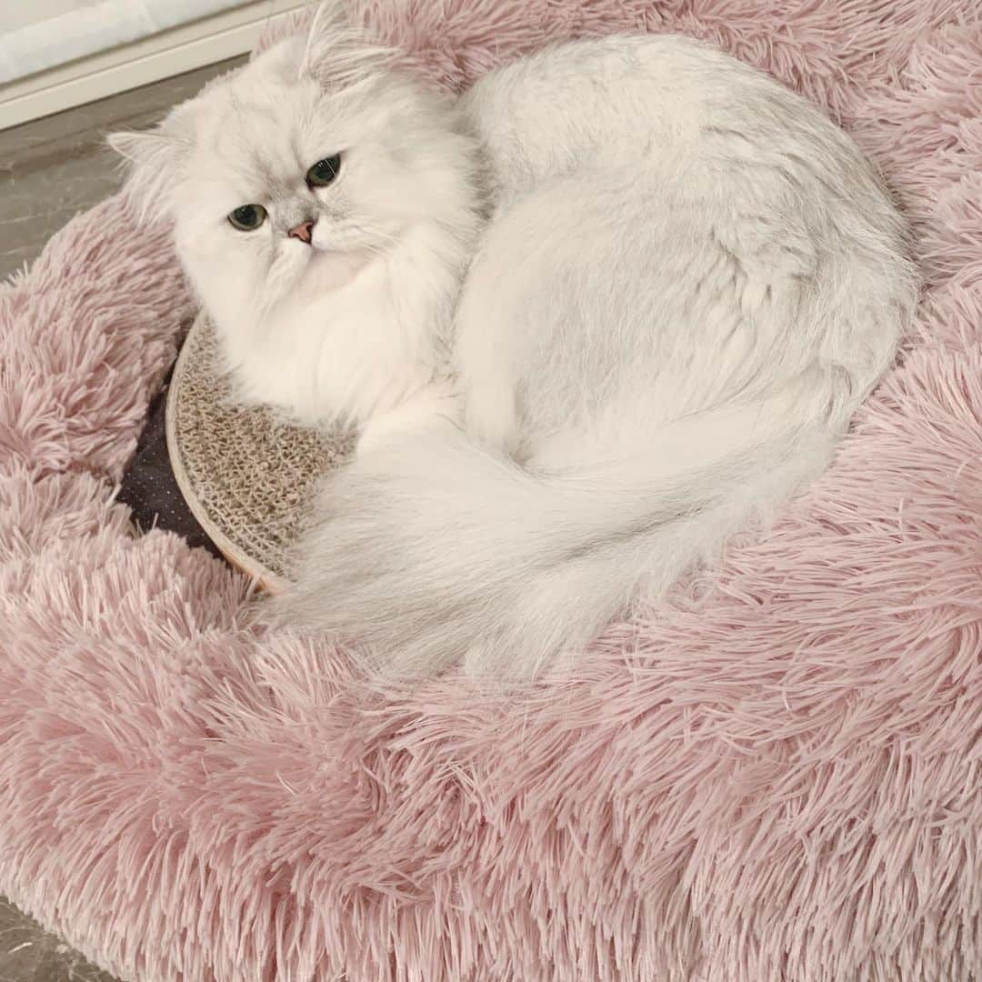 河西美希さんのインスタグラム写真 - (河西美希Instagram)「床暖の上❌﻿ もふもふ布団の上❌﻿ クッション性のあるソファ❌﻿ ﻿ 爪研ぎの上⭕️﻿ 硬い床⭕️﻿ 窓際⭕️﻿ ﻿ カーペットの上🔺﻿ ﻿ なんで？？🤷‍♀️﻿ ﻿ みんなの猫様はどう？」11月26日 17時28分 - mikipon1111