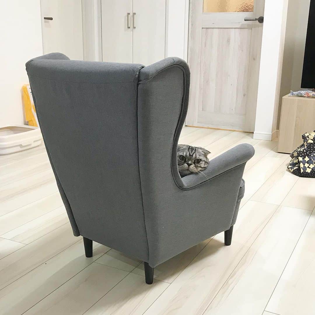 のインスタグラム：「🐱火サスキャット「ししまるは見た」 🐱Witness ーーーーーーーーーーーーー 🌺「渋ネコ ししまるさん」ねこのきもちWEB MAGAZINE にて毎週金曜日エッセイの連載中 ーーーーーーーーーーー 📕「ぷっちねこ。」「3匹のちいさな猫を召喚できたなら」「ちいさな猫を召喚できたなら」徳間書店より単行本発売中 ーーーーーーーーーーー ⭐︎ねこ漫画→@tacos_cat 🌺Twitter →@taco_emonemon ーーーーーーーーーーー」