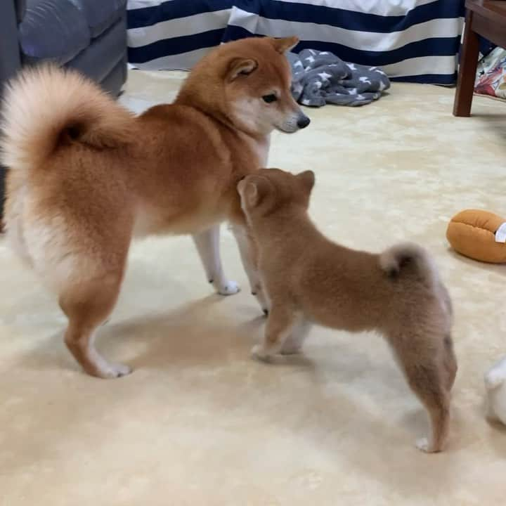 豆柴 サニーちゃんのインスタグラム