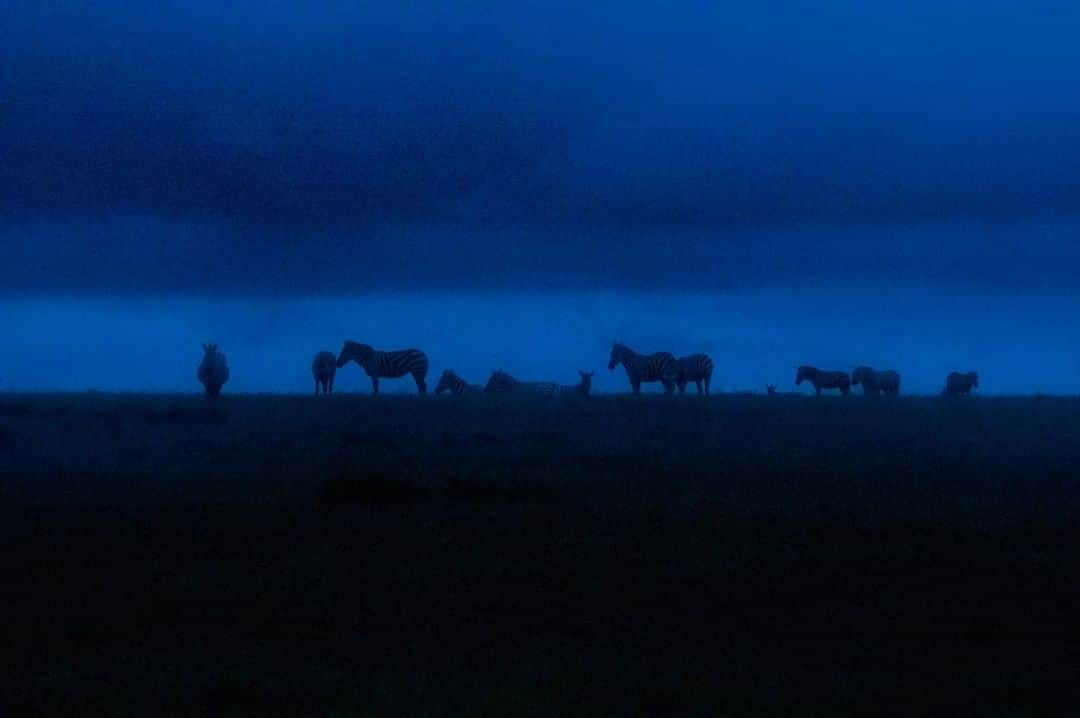 National Geographic Travelさんのインスタグラム写真 - (National Geographic TravelInstagram)「Photo by @amivitale | Zebras roam the open plains of Ol Pejeta Conservancy in northern Kenya. The conservancy is also home to lions, leopards, aardvarks, chimpanzees, elephants, cheetahs, black rhinos, and Fatu and Najin—the last two northern white rhinos on the planet.  Right now an inspiring plan to save the northern white rhino is under way. An extraordinary team from the Leibniz Institute for Zoo and Wildlife Research, Avantea, Ol Pejeta Conservancy, Kenya Wildlife Service, and Safari Park Dvur Kralove just successfully created two northern white rhino embryos from eggs that were extracted from the last two living female northern white rhinos. These embryos, now stored in liquid nitrogen, will be transferred into a surrogate mother in the near future.  Learn more about Ol Pejeta and work around the world to save one of the most endangered species on the planet by following @amivitale, @olpejeta, and @BioRescue_Project. @natgeoimagecollection @thephotosociety  @photography.for.good #rhinos #conservation #northernwhiterhino #kenya #saverhinos」11月26日 18時08分 - natgeotravel