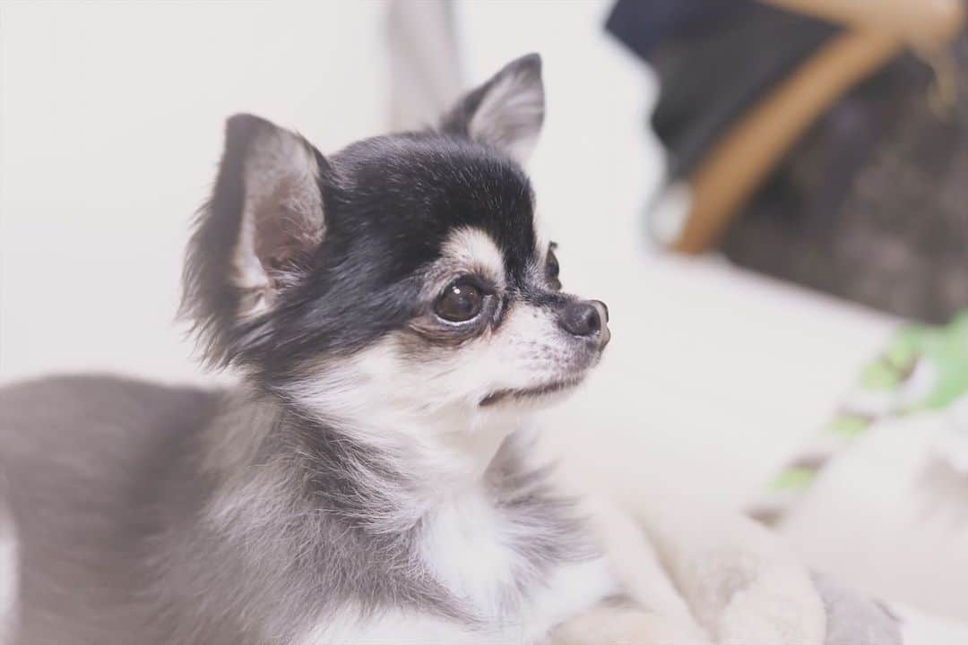 Nagisa 나기사のインスタグラム：「我が家のお犬様。 #チワワ #チワワ部 #わんこのいる生活」