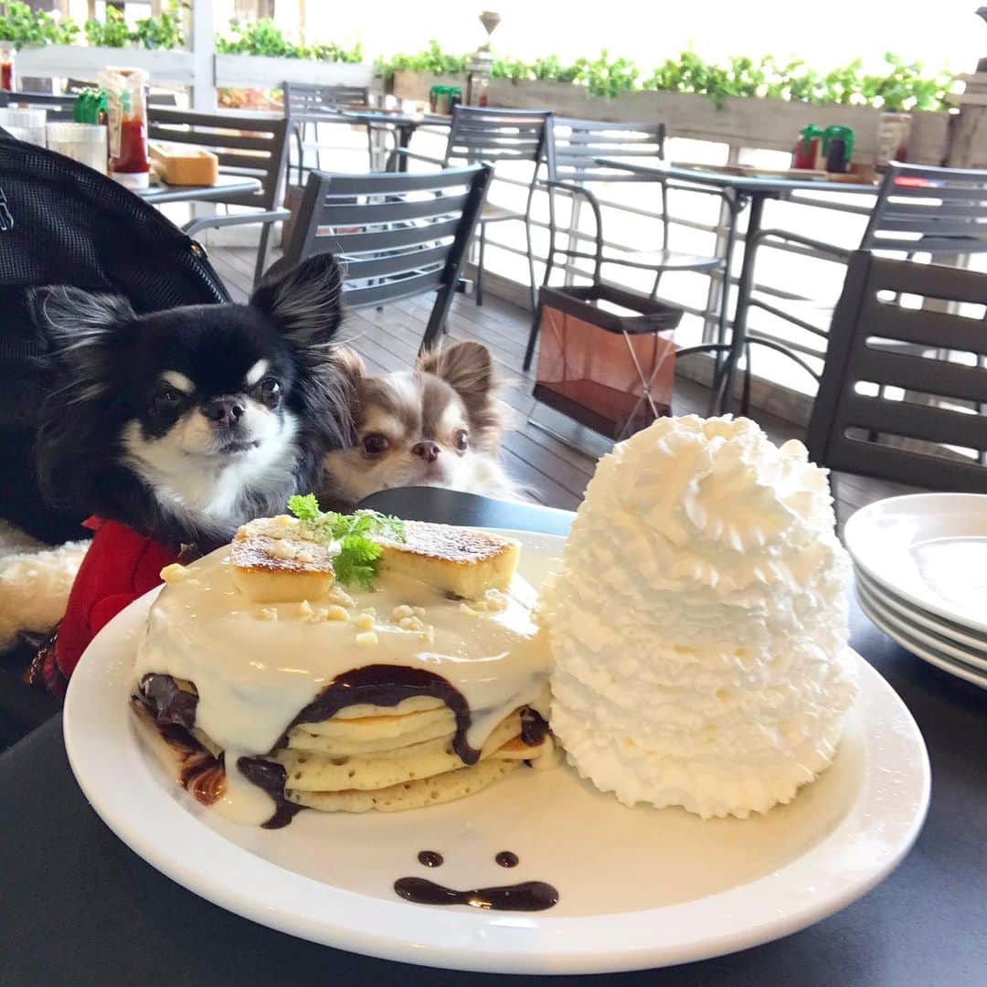 kayoのインスタグラム：「* * パンケーキにたどり着くまでに 既にお腹いっぱい🤣 * * 詳しくはストーリーズで😁☝️ * * Melon💗Lychee * * #chihuahua#chihuahualove#dogstgram#dog#instadog#チワワ#チワワ大好き * *」