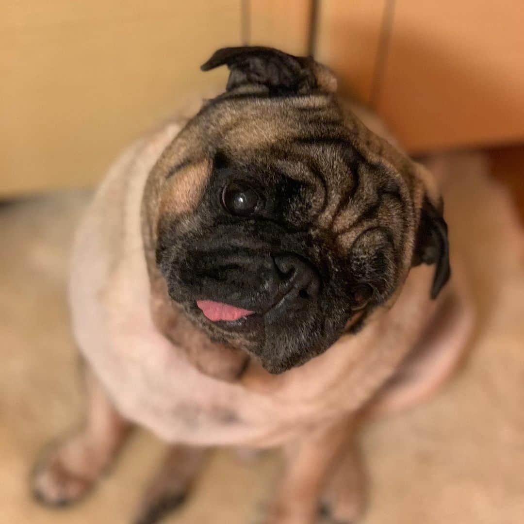 gontaさんのインスタグラム写真 - (gontaInstagram)「Gonta is fine.  But I got cancer.  If you do the surgery, you will have no time to go to heaven.🙂👌#keelyafternoontea #Gonta2#speakpug ##smilingpugs #pugjapan #pug #love #pugsofinstagram #zerozeropug #pugshit #worldofpug」11月26日 18時24分 - gehhah