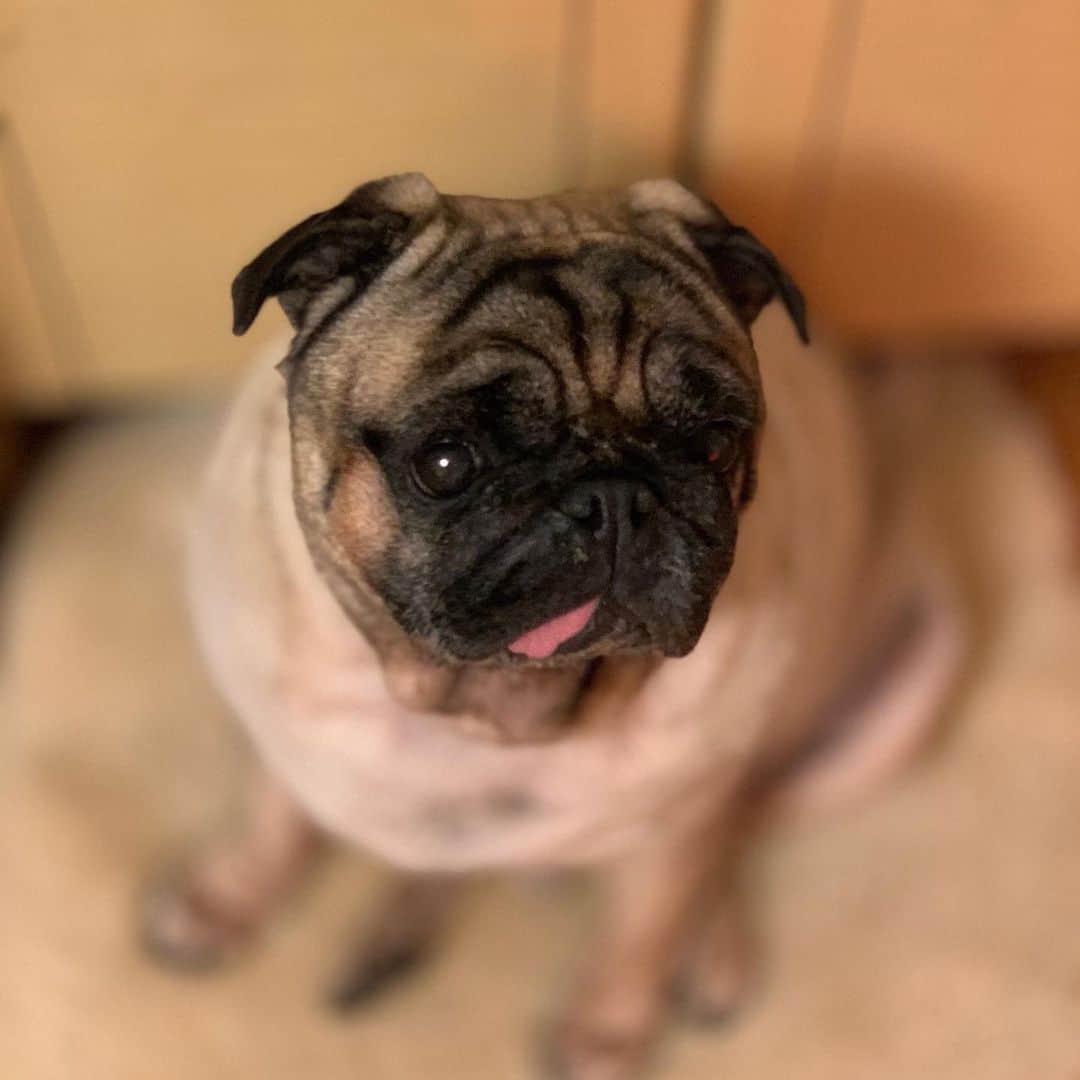 gontaさんのインスタグラム写真 - (gontaInstagram)「Gonta is fine.  But I got cancer.  If you do the surgery, you will have no time to go to heaven.🙂👌#keelyafternoontea #Gonta2#speakpug ##smilingpugs #pugjapan #pug #love #pugsofinstagram #zerozeropug #pugshit #worldofpug」11月26日 18時24分 - gehhah