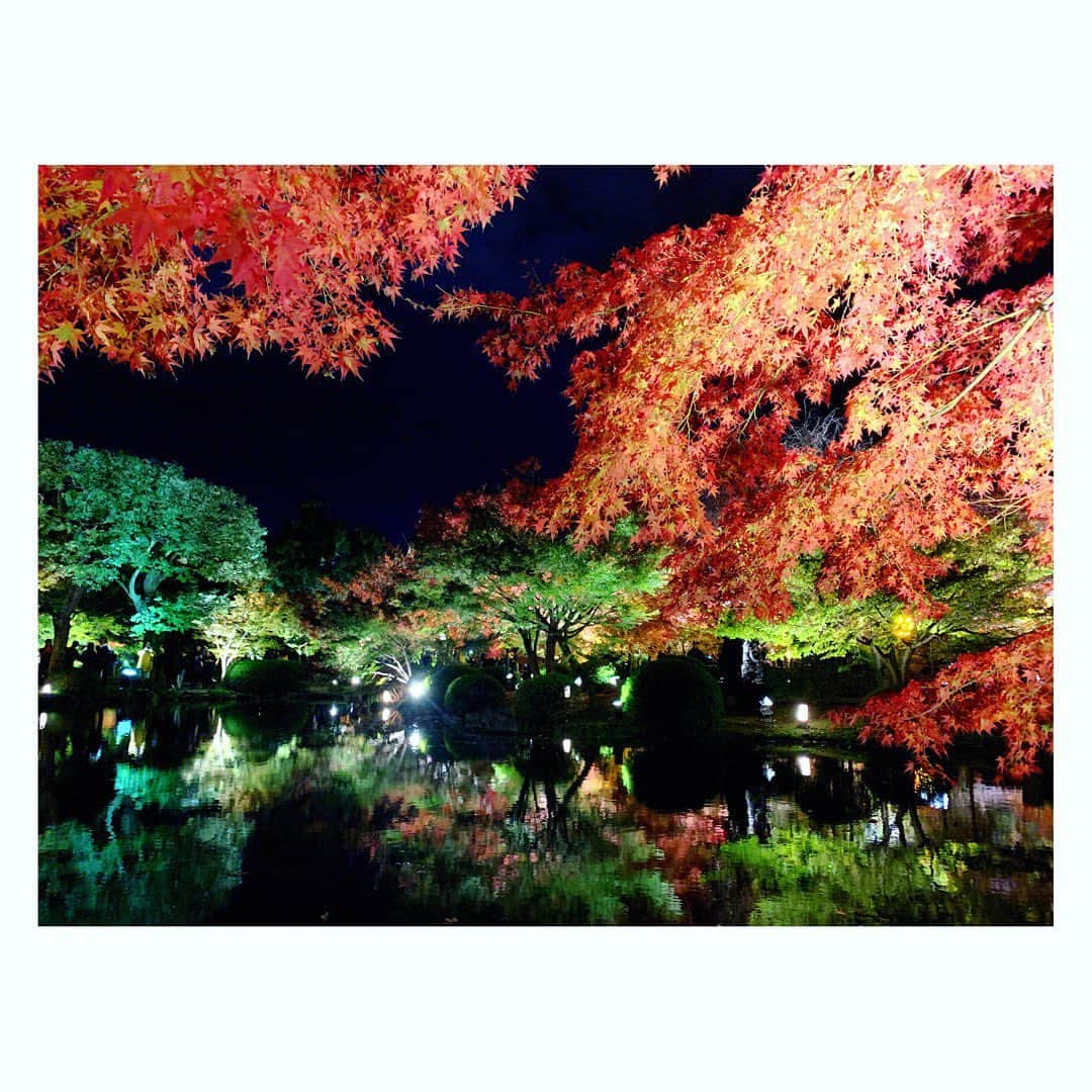 のインスタグラム：「もっみーじっ🍁  #京都 #東寺 #紅葉 #もみじ #絶景 #美 #ライトアップ紅葉 #日本 #秋 #kyoto #tojitemple #autumnleaves #mapletree #beautifulview #lightup #temple #japan #japaneseautumn」