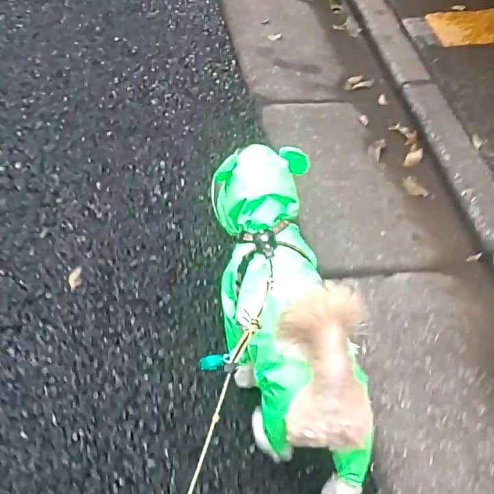 タンゲクンのインスタグラム：「今日の🐸隊員  #旬太郎くん 🐸リベンジ #レインコート 前から見るとキャディさんぽいよ」