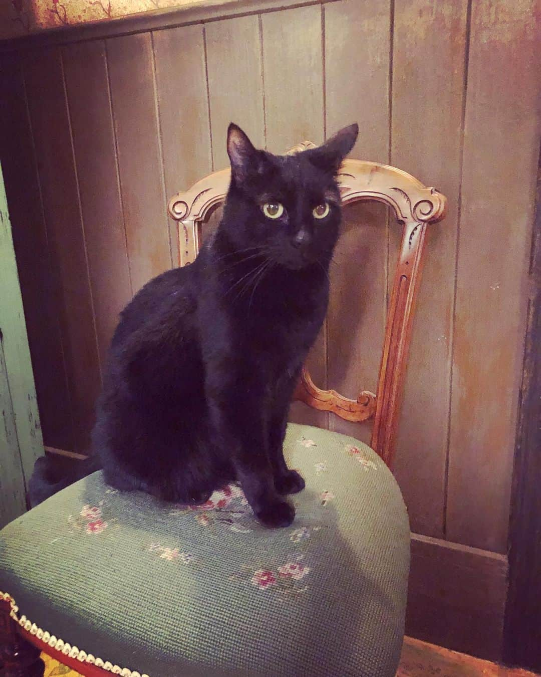 ミランダ・オットーさんのインスタグラム写真 - (ミランダ・オットーInstagram)「Giving thanks for all creatures great and small, especially our familiars. Who’s your familiar ? 😻🖤🥰👏👏#salem #familiars #caos #saleminrepose」11月27日 5時59分 - miranda.otto