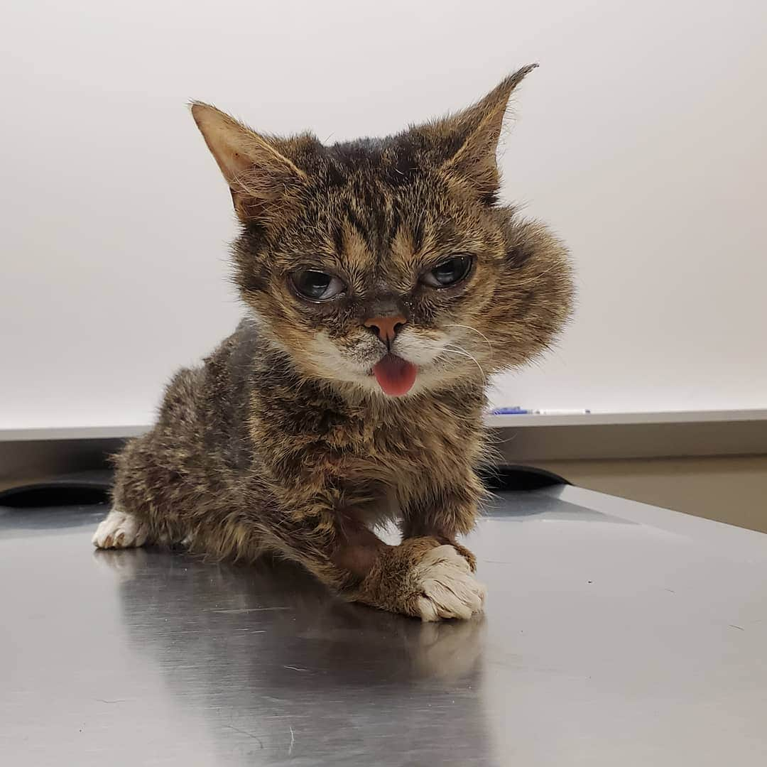 Lil BUBさんのインスタグラム写真 - (Lil BUBInstagram)「Here is a wonky BUB immediately after mild sedation for a CT scan to check on her bone infection. We will have a report within a week. GOOD JOB BUB. #lilbub #goodjobbub #wonkybub」11月27日 6時05分 - iamlilbub