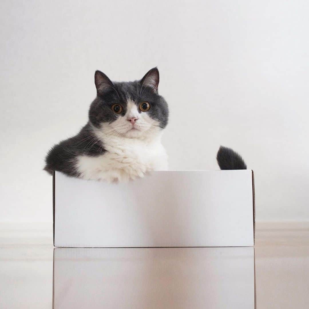 guremikeのインスタグラム：「#cat #cats #neko #cute #lovely #kawaii #natural #simple #catlife #catlovers #catoftheday #catsofinstagram #photooftheday #catstagram」