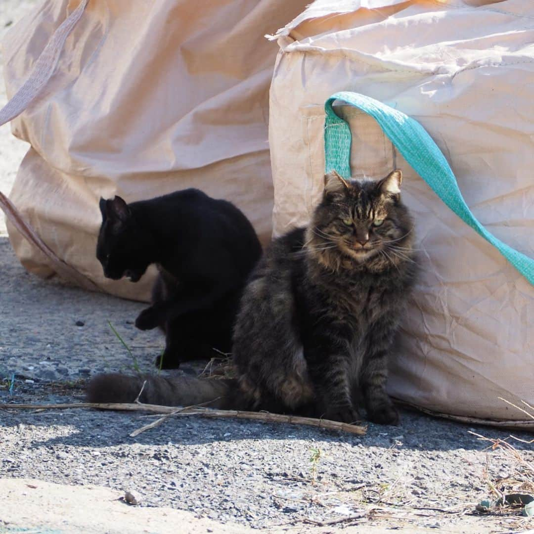 今井安紀さんのインスタグラム写真 - (今井安紀Instagram)「On Aino Island, I was attracted by cats’ charm. All of them completely melted my heart. 猫の島「藍島」の続き。 ぐでんぐでんに甘えてきた子、餌をあげるわけでもないのにずーっと付いてきてくれる子なんかもいてずっときゅんきゅんしながら「いい子だねぇ」「ここの子達はみんないい子だ」と猫達にハートを溶かされ続けました。 詳しいレポートや正方形に綺麗に収められなかった写真などはnoteにもUPします。 ・No.1 今回の滞在で一番野生を忘れていたであろうぐでんぐでんにゃんこがこの子。警戒心皆無。(150mm F5.6) ・No.2 顔が溶けて口元がゆるんでますよー！(150mm F5.6) ・No.3 猫だまりを発見。6匹もいた。これでも少ない方らしい。(25mm F5.6) ・No.4 ここでは珍しい長毛にゃん。(150mm F5.6) ・No.5 猫に囲まれ、いちゃいちゃしてさぁ行くかって歩き出したらみんなついて来た。手前の黒ちゃんは「さんしょうがえら」という海岸あたりまで付いてきた。(25mm F5.6) ・No.6 別の場所にて、そこにいた黒猫もいちゃいちゃ後にずーっと付いてきてくれてわいわいビーチの方まで付いてきた。海と黒猫、色の対比が良い。(150mm F5.6) ・No.7 フェリー乗り場にて。スヤァ。(150mm F5.6) ・No.8 フェリーの待合室でスヤァ。起こさないように外から撮影。(150mm F5.6) ・No.9 こちらも待合室でスヤァ。ちょっと汚れた窓越しに撮ったらいい具合にふんわり感が出たという。(150mm F.5.6) ・No.10 ひなたぼっこだったり、日陰に入ったりと好みの場所はそれぞれ。最後までぼとぼと猫が落ちてた。(150mm F5.6)  #olympus #olympuspen #olympuspenepl9 #epl9  #nofilter #photolovers #noedit #cat #catstagram #catstagram #catisland #catlover #オリンパス #オリンパスPEN #加工なし #ミラーレス一眼 #写真撮ってる人と繋がりたい #猫島 #ねこすたぐらむ #猫 #ねこ #藍島 #藍島の猫 #小倉 #海と猫」11月26日 21時14分 - i_am_akinyan0826