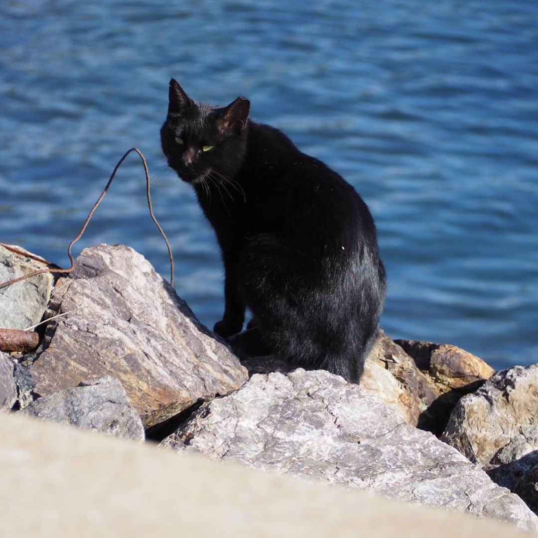 今井安紀さんのインスタグラム写真 - (今井安紀Instagram)「On Aino Island, I was attracted by cats’ charm. All of them completely melted my heart. 猫の島「藍島」の続き。 ぐでんぐでんに甘えてきた子、餌をあげるわけでもないのにずーっと付いてきてくれる子なんかもいてずっときゅんきゅんしながら「いい子だねぇ」「ここの子達はみんないい子だ」と猫達にハートを溶かされ続けました。 詳しいレポートや正方形に綺麗に収められなかった写真などはnoteにもUPします。 ・No.1 今回の滞在で一番野生を忘れていたであろうぐでんぐでんにゃんこがこの子。警戒心皆無。(150mm F5.6) ・No.2 顔が溶けて口元がゆるんでますよー！(150mm F5.6) ・No.3 猫だまりを発見。6匹もいた。これでも少ない方らしい。(25mm F5.6) ・No.4 ここでは珍しい長毛にゃん。(150mm F5.6) ・No.5 猫に囲まれ、いちゃいちゃしてさぁ行くかって歩き出したらみんなついて来た。手前の黒ちゃんは「さんしょうがえら」という海岸あたりまで付いてきた。(25mm F5.6) ・No.6 別の場所にて、そこにいた黒猫もいちゃいちゃ後にずーっと付いてきてくれてわいわいビーチの方まで付いてきた。海と黒猫、色の対比が良い。(150mm F5.6) ・No.7 フェリー乗り場にて。スヤァ。(150mm F5.6) ・No.8 フェリーの待合室でスヤァ。起こさないように外から撮影。(150mm F5.6) ・No.9 こちらも待合室でスヤァ。ちょっと汚れた窓越しに撮ったらいい具合にふんわり感が出たという。(150mm F.5.6) ・No.10 ひなたぼっこだったり、日陰に入ったりと好みの場所はそれぞれ。最後までぼとぼと猫が落ちてた。(150mm F5.6)  #olympus #olympuspen #olympuspenepl9 #epl9  #nofilter #photolovers #noedit #cat #catstagram #catstagram #catisland #catlover #オリンパス #オリンパスPEN #加工なし #ミラーレス一眼 #写真撮ってる人と繋がりたい #猫島 #ねこすたぐらむ #猫 #ねこ #藍島 #藍島の猫 #小倉 #海と猫」11月26日 21時14分 - i_am_akinyan0826
