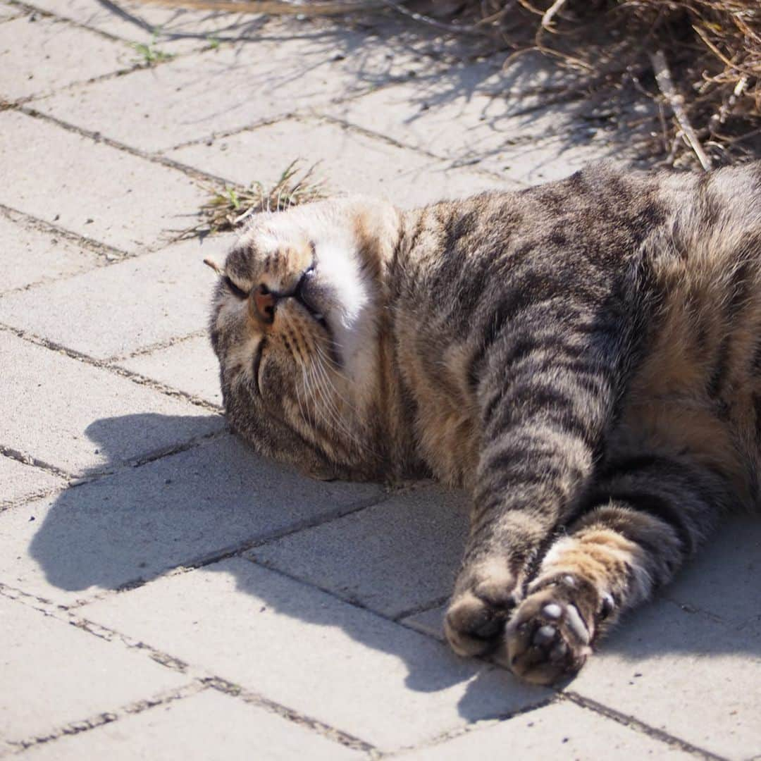 今井安紀さんのインスタグラム写真 - (今井安紀Instagram)「On Aino Island, I was attracted by cats’ charm. All of them completely melted my heart. 猫の島「藍島」の続き。 ぐでんぐでんに甘えてきた子、餌をあげるわけでもないのにずーっと付いてきてくれる子なんかもいてずっときゅんきゅんしながら「いい子だねぇ」「ここの子達はみんないい子だ」と猫達にハートを溶かされ続けました。 詳しいレポートや正方形に綺麗に収められなかった写真などはnoteにもUPします。 ・No.1 今回の滞在で一番野生を忘れていたであろうぐでんぐでんにゃんこがこの子。警戒心皆無。(150mm F5.6) ・No.2 顔が溶けて口元がゆるんでますよー！(150mm F5.6) ・No.3 猫だまりを発見。6匹もいた。これでも少ない方らしい。(25mm F5.6) ・No.4 ここでは珍しい長毛にゃん。(150mm F5.6) ・No.5 猫に囲まれ、いちゃいちゃしてさぁ行くかって歩き出したらみんなついて来た。手前の黒ちゃんは「さんしょうがえら」という海岸あたりまで付いてきた。(25mm F5.6) ・No.6 別の場所にて、そこにいた黒猫もいちゃいちゃ後にずーっと付いてきてくれてわいわいビーチの方まで付いてきた。海と黒猫、色の対比が良い。(150mm F5.6) ・No.7 フェリー乗り場にて。スヤァ。(150mm F5.6) ・No.8 フェリーの待合室でスヤァ。起こさないように外から撮影。(150mm F5.6) ・No.9 こちらも待合室でスヤァ。ちょっと汚れた窓越しに撮ったらいい具合にふんわり感が出たという。(150mm F.5.6) ・No.10 ひなたぼっこだったり、日陰に入ったりと好みの場所はそれぞれ。最後までぼとぼと猫が落ちてた。(150mm F5.6)  #olympus #olympuspen #olympuspenepl9 #epl9  #nofilter #photolovers #noedit #cat #catstagram #catstagram #catisland #catlover #オリンパス #オリンパスPEN #加工なし #ミラーレス一眼 #写真撮ってる人と繋がりたい #猫島 #ねこすたぐらむ #猫 #ねこ #藍島 #藍島の猫 #小倉 #海と猫」11月26日 21時14分 - i_am_akinyan0826