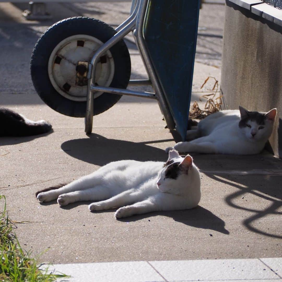 今井安紀さんのインスタグラム写真 - (今井安紀Instagram)「On Aino Island, I was attracted by cats’ charm. All of them completely melted my heart. 猫の島「藍島」の続き。 ぐでんぐでんに甘えてきた子、餌をあげるわけでもないのにずーっと付いてきてくれる子なんかもいてずっときゅんきゅんしながら「いい子だねぇ」「ここの子達はみんないい子だ」と猫達にハートを溶かされ続けました。 詳しいレポートや正方形に綺麗に収められなかった写真などはnoteにもUPします。 ・No.1 今回の滞在で一番野生を忘れていたであろうぐでんぐでんにゃんこがこの子。警戒心皆無。(150mm F5.6) ・No.2 顔が溶けて口元がゆるんでますよー！(150mm F5.6) ・No.3 猫だまりを発見。6匹もいた。これでも少ない方らしい。(25mm F5.6) ・No.4 ここでは珍しい長毛にゃん。(150mm F5.6) ・No.5 猫に囲まれ、いちゃいちゃしてさぁ行くかって歩き出したらみんなついて来た。手前の黒ちゃんは「さんしょうがえら」という海岸あたりまで付いてきた。(25mm F5.6) ・No.6 別の場所にて、そこにいた黒猫もいちゃいちゃ後にずーっと付いてきてくれてわいわいビーチの方まで付いてきた。海と黒猫、色の対比が良い。(150mm F5.6) ・No.7 フェリー乗り場にて。スヤァ。(150mm F5.6) ・No.8 フェリーの待合室でスヤァ。起こさないように外から撮影。(150mm F5.6) ・No.9 こちらも待合室でスヤァ。ちょっと汚れた窓越しに撮ったらいい具合にふんわり感が出たという。(150mm F.5.6) ・No.10 ひなたぼっこだったり、日陰に入ったりと好みの場所はそれぞれ。最後までぼとぼと猫が落ちてた。(150mm F5.6)  #olympus #olympuspen #olympuspenepl9 #epl9  #nofilter #photolovers #noedit #cat #catstagram #catstagram #catisland #catlover #オリンパス #オリンパスPEN #加工なし #ミラーレス一眼 #写真撮ってる人と繋がりたい #猫島 #ねこすたぐらむ #猫 #ねこ #藍島 #藍島の猫 #小倉 #海と猫」11月26日 21時14分 - i_am_akinyan0826