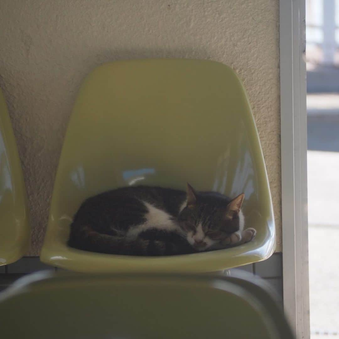 今井安紀さんのインスタグラム写真 - (今井安紀Instagram)「On Aino Island, I was attracted by cats’ charm. All of them completely melted my heart. 猫の島「藍島」の続き。 ぐでんぐでんに甘えてきた子、餌をあげるわけでもないのにずーっと付いてきてくれる子なんかもいてずっときゅんきゅんしながら「いい子だねぇ」「ここの子達はみんないい子だ」と猫達にハートを溶かされ続けました。 詳しいレポートや正方形に綺麗に収められなかった写真などはnoteにもUPします。 ・No.1 今回の滞在で一番野生を忘れていたであろうぐでんぐでんにゃんこがこの子。警戒心皆無。(150mm F5.6) ・No.2 顔が溶けて口元がゆるんでますよー！(150mm F5.6) ・No.3 猫だまりを発見。6匹もいた。これでも少ない方らしい。(25mm F5.6) ・No.4 ここでは珍しい長毛にゃん。(150mm F5.6) ・No.5 猫に囲まれ、いちゃいちゃしてさぁ行くかって歩き出したらみんなついて来た。手前の黒ちゃんは「さんしょうがえら」という海岸あたりまで付いてきた。(25mm F5.6) ・No.6 別の場所にて、そこにいた黒猫もいちゃいちゃ後にずーっと付いてきてくれてわいわいビーチの方まで付いてきた。海と黒猫、色の対比が良い。(150mm F5.6) ・No.7 フェリー乗り場にて。スヤァ。(150mm F5.6) ・No.8 フェリーの待合室でスヤァ。起こさないように外から撮影。(150mm F5.6) ・No.9 こちらも待合室でスヤァ。ちょっと汚れた窓越しに撮ったらいい具合にふんわり感が出たという。(150mm F.5.6) ・No.10 ひなたぼっこだったり、日陰に入ったりと好みの場所はそれぞれ。最後までぼとぼと猫が落ちてた。(150mm F5.6)  #olympus #olympuspen #olympuspenepl9 #epl9  #nofilter #photolovers #noedit #cat #catstagram #catstagram #catisland #catlover #オリンパス #オリンパスPEN #加工なし #ミラーレス一眼 #写真撮ってる人と繋がりたい #猫島 #ねこすたぐらむ #猫 #ねこ #藍島 #藍島の猫 #小倉 #海と猫」11月26日 21時14分 - i_am_akinyan0826