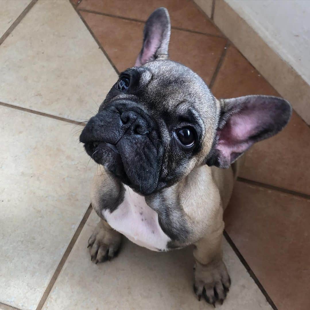 Regeneratti&Oliveira Kennelさんのインスタグラム写真 - (Regeneratti&Oliveira KennelInstagram)「Treats!? Chico is available and looking for a forever home. For more info on him please DM ♥️ . . . . . . #frenchbully #frenchielove #dogsandpals #frenchbulldogs #weeklyfluff #french_bulldogs #dogsofinstagram #dogsofinsta #puppiesofinstagram #puppylove #instadog #frenchie #frenchiesofinstagram #frenchielove #love #dailybarker #squishyfacecrew #frenchieoftheday #dogoftheday #lovemydog #frenchiegram #cutenessoverload #dog_features #frenchieringer #mydogiscutest #instapuppy #frenchielife #jmarcoz」11月26日 21時26分 - jmarcoz