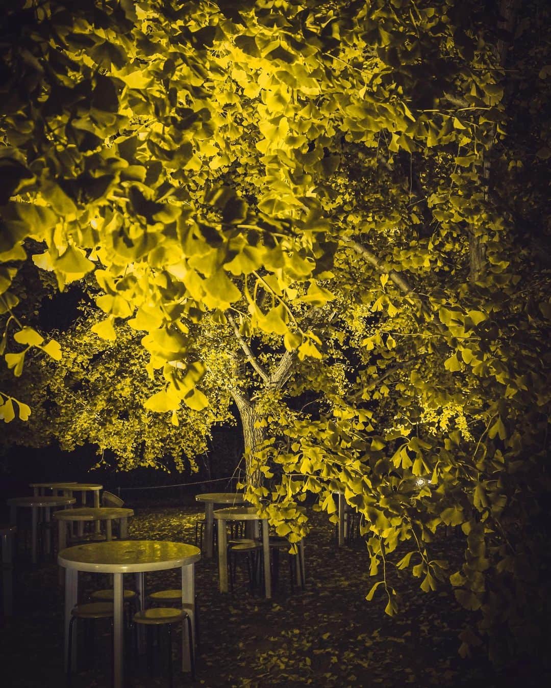 s_shoheyのインスタグラム：「. いちょうの匂いは苦手、、 .」
