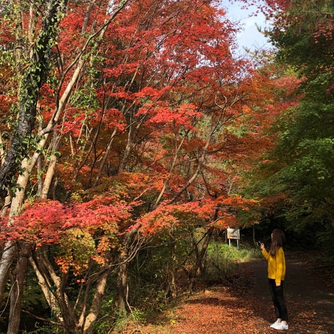 のインスタグラム：「秋を感じられました🍁  今月は なんだかんだ 忙しく動いてました🏃‍♀️✨ 色々あったけど 全然のせられてない😂  皆さんよかったら、 気長に待っていてね👻🙇‍♂️笑  #秋 #お仕事 #紅葉 #friend #仲間 #あと１ヶ月 #2019 #臼杵 #love #oita」
