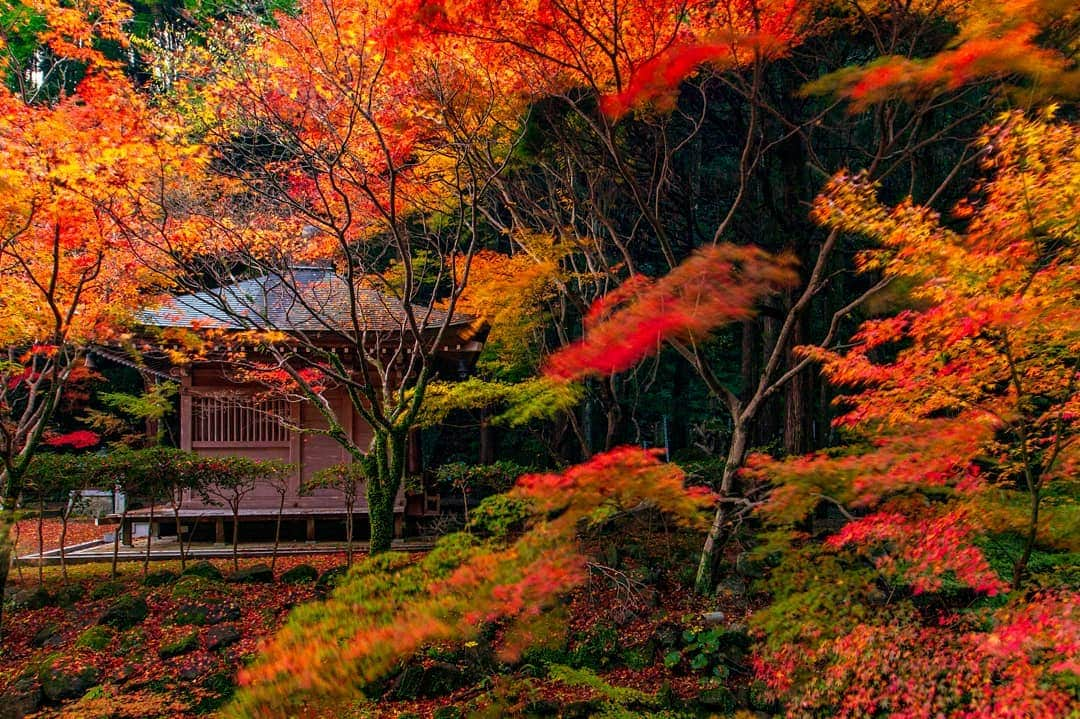 鹿児島よかもん再発見さんのインスタグラム写真 - (鹿児島よかもん再発見Instagram)「冠岳神社付近の紅葉(^-^)/ 御堂付近、綺麗でした✨ R1.11.24撮影  #鹿児島 #鹿児島観光 #鹿児島紅葉 #鹿児島の風景  #紅葉 #もみじ #どんどん鹿児島 #kagoshimaphotograph  #kagoshima #御堂 #いちき串木野市 #冠岳 #冠岳神社 #冠岳公園」11月26日 21時37分 - kagoshimayokamon