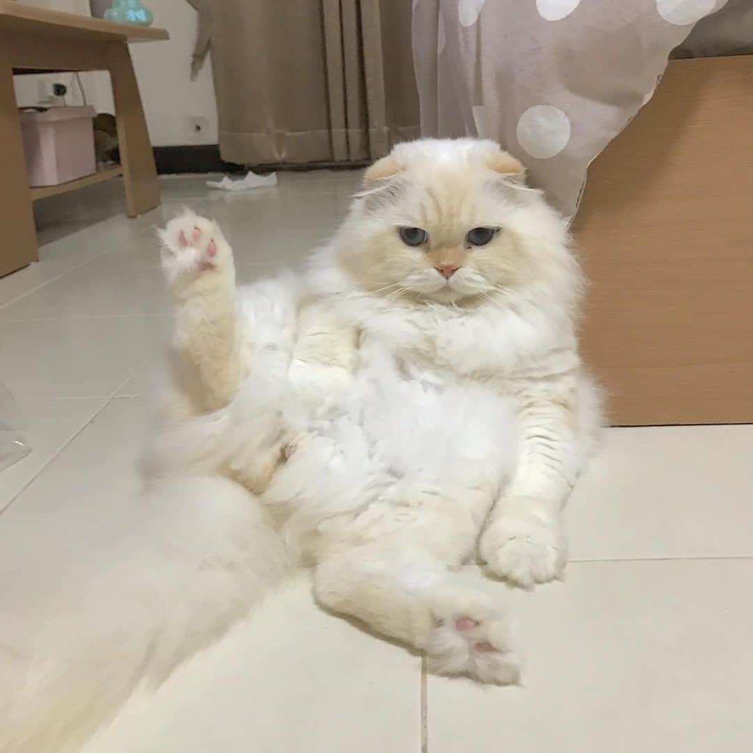 Haruのインスタグラム：「Hi there 😊 #gentleharper #ทักทายสไตล์เป้อ #ท่านั่งท่าประจำ #ท่านั่งของแมวอ้วน」