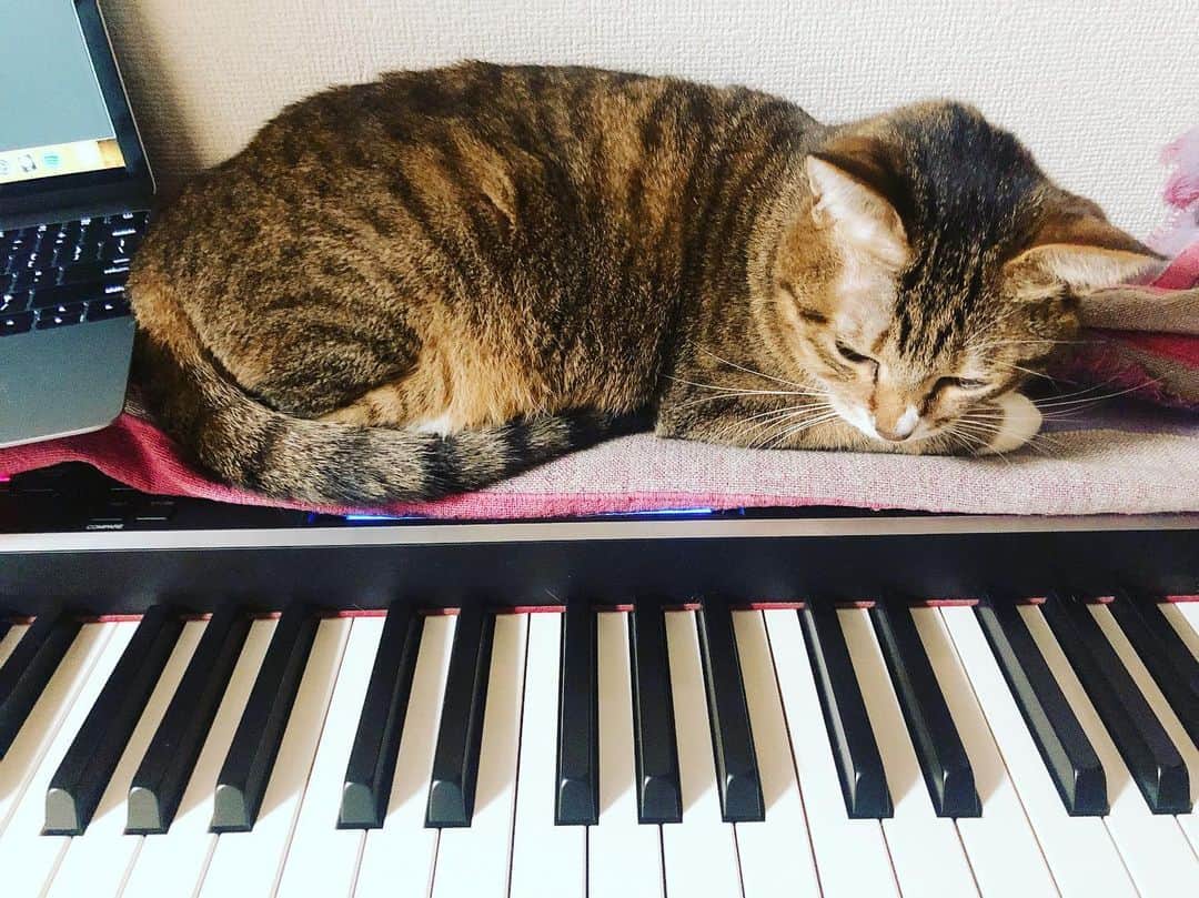 東出真緒さんのインスタグラム写真 - (東出真緒Instagram)「うちのジャマ子ちゃん。 猫って何で こうなんだろね。 ラブい❤️笑 . #うちのアメリ #cat #piano #猫 #保護猫 #猫と暮らす」11月26日 21時54分 - mao_bigmama_vn