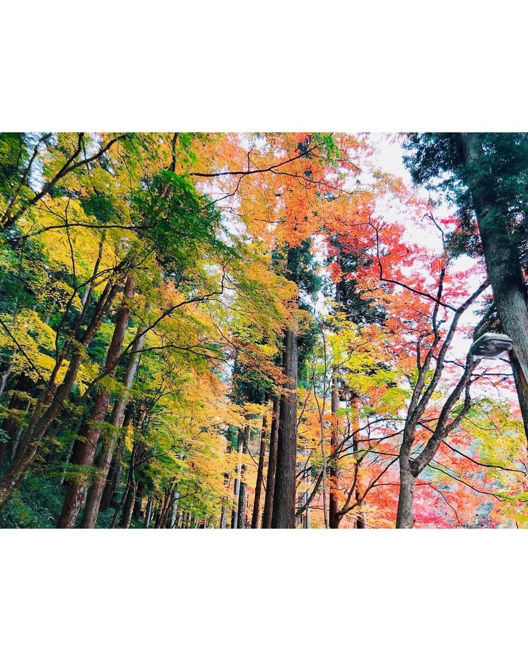 沢井里奈さんのインスタグラム写真 - (沢井里奈Instagram)「♡ . 今年もゆりオンニと 香嵐渓に行って来ました🍁✨ . 赤、オレンジ、黄色… 絵に描いたような美しさでした💛🧡❤️ ちょうど見頃でとっても綺麗で 癒されました☺️💓💓 . 今日もオンニが 運転して下さいました🙇🏻‍♀️💕💕 いつもありがとうございます！！ ドライブも楽しかった〜🚗💝 . . #さわーコーデ 👗💕💕 tops♡ #lilybrown skirt♡ #apuweiserriche . #camera #portrait #coordinate #instalove #instagood #instagramjapan #japanesegirl #girls #풍경 #팔로우 #香嵐渓 #紅葉 #もみじ #紅葉狩り #紅葉祭り #紅葉スポット #紅葉狩りコーデ #愛知県 #足助町 #ポートレート #さわーおでかけ #沢井里奈」11月26日 22時06分 - sawairina