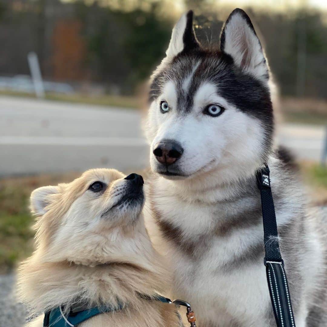イナキョウコのインスタグラム：「I love my brother! . . . . . #siberianhusky #husky #pomsky #pomeranian #pom #rescuedog #adventure #ilovemydog #dogsarefamily」