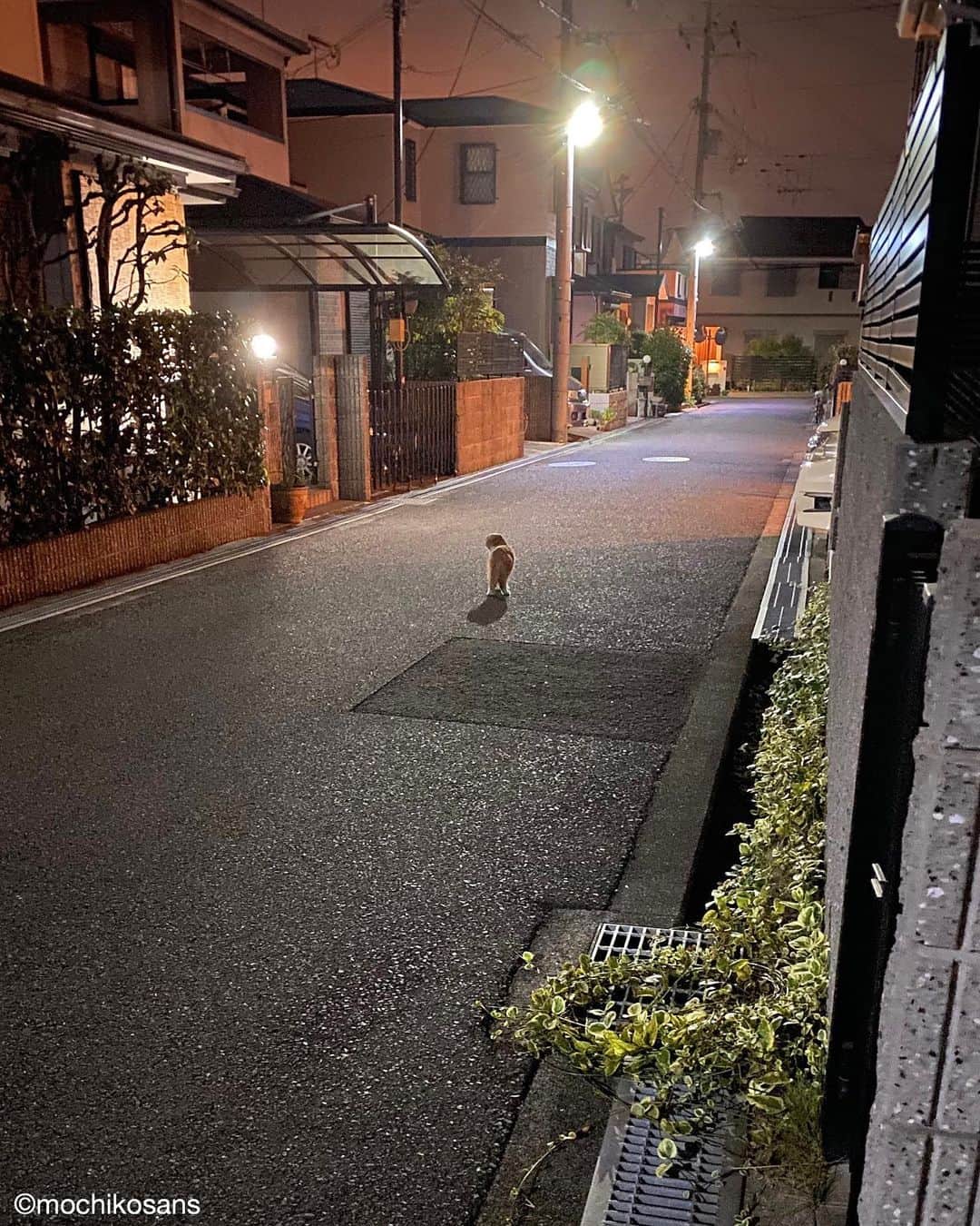 もちさん / mochiのインスタグラム