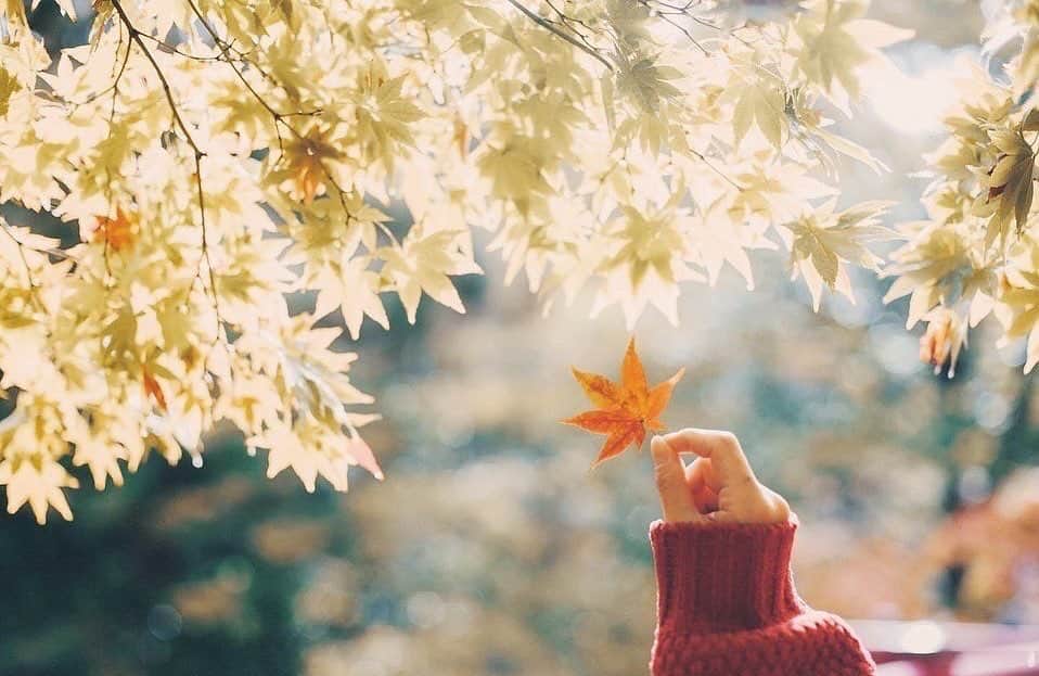 のインスタグラム：「・ ・ 🍁 ・ ・ ・ ・ ◉sty830のLIGHTROOMプリセット◉ https://www.curbon.jp/products/sty830presets ・ ・ #vsco#ig_photooftheday#igersjp#igmasters#FreedomThinkers#Visuals4All#igersoftheday_#reco_ig#webstapick#huntgram#vzcomood#thecreatorclass#artofvisuals#indies_gram#hueart_life#ppschool#exploretocreate#as_archive  #nat_archive #good_portraits_world #pics_jp #igers  #instagram #instagramjapan #tokyocameraclub」