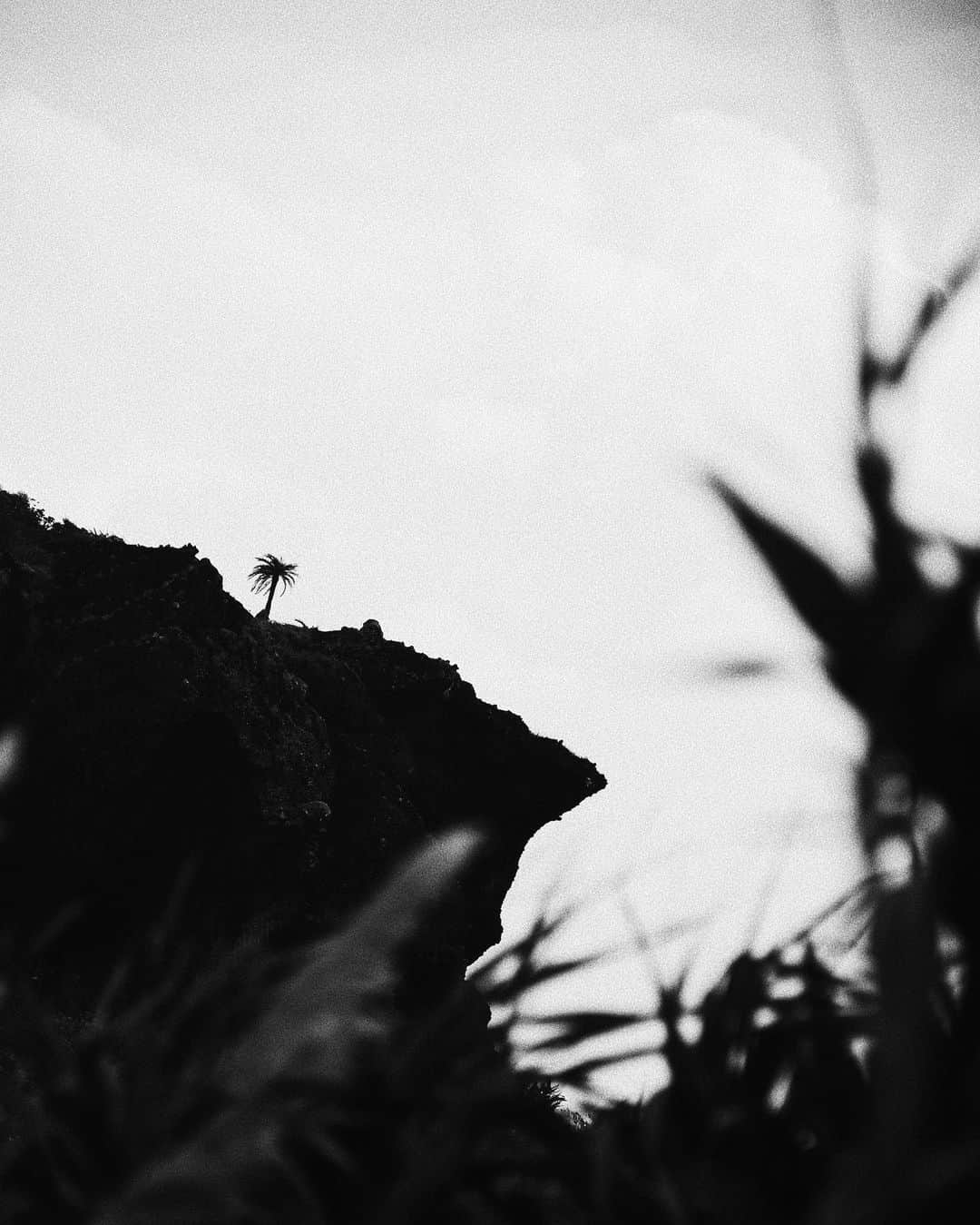 山中海輝さんのインスタグラム写真 - (山中海輝Instagram)「写真や映像をやってなかったらこのヤシの木にも気づかんかったと思う。 おかげで何気ない普段の生活にも感動が増えたなー。」11月26日 22時37分 - kaikiyamanaka