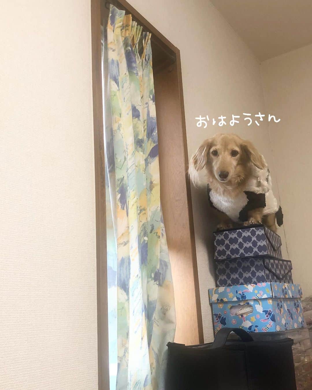 チズのインスタグラム