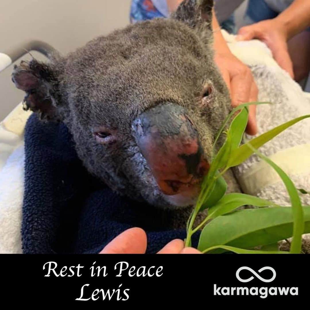 ティモシー・サイクスのインスタグラム：「Repost from @karmagawa It is with great sadness to report that Lewis the koala, whose dramatic rescue from fires burning all around him became a viral video, has died from his wounds. The Port Macquarie Koala Hospital has been caring for Lewis, but they made the decision to euthanize Lewis due to his wounds and pain being too severe and not treatable. Please share this post with your followers and tag everyone who needs to see this so Lewis’ death will not be in vain, to serve as a tragic reminder to us all how urgent this wildfire crisis has become for more and more animals that are losing their homes and their lives every day. As reported over the weekend, Koalas are now functionally extinct due to their already endangered status combined now with the loss of their habitat so we’ve changed the link in our bio to a fundraiser to help the surviving koalas...all donations great and small are welcomed! Please share this post to help us spread awareness about this crisis and RIP to Lewis #savethekoalas #lewisthekoala #karmagawa」