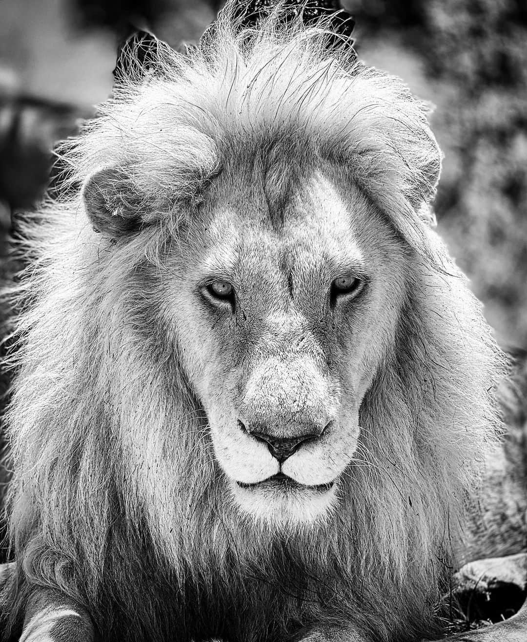 Kevin Richardson LionWhisperer さんのインスタグラム写真 - (Kevin Richardson LionWhisperer Instagram)「Charlie, you’ve become a magnificent animal with a stare that can truly penetrate the soul!  #whitelion #miaandthewhitelion #lion #africanlion #panthera #pantheraleo #africa #timbavati #simba #ngala #leucistic #leucism #notalbino #savehabitat #savelions #kevinrichardsonfoundation #kevinrichardsonwildlifesanctuary #lionsanctuary #bancannedhunting #bancannedlionhunting #respect #reconnectwithnature」11月26日 22時48分 - lionwhisperersa