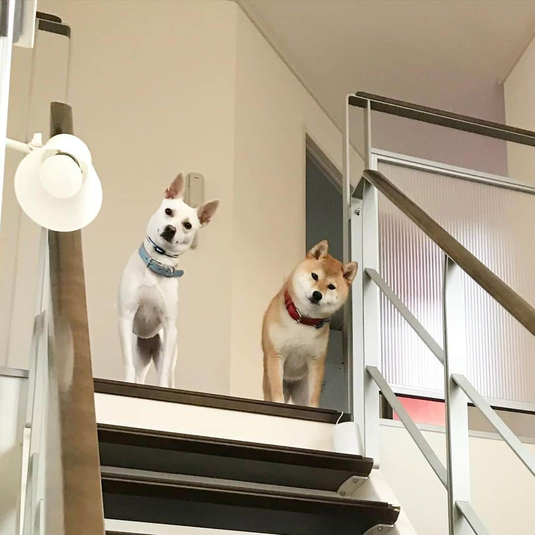 柴犬ハル&保護犬すずさんのインスタグラム写真 - (柴犬ハル&保護犬すずInstagram)「Good night . 「おかーしゃーんーー！ はやく寝るよ〜😪 布団あたためておいたよー🛌」 . #2匹で大暴れしたベッドは毛だらけ #摩擦であたたかくなってるのねー！ #写真は少し前のものでth #このカーブ感がたまらんのです . #柴犬#柴#kagoshima#dog#puppy#shibainu#shibastagram#いぬバカ部#family#鹿児島#赤柴#雑種#天文館#日本犬#保護犬を家族に#保護犬#元保護犬#眠い」11月26日 23時14分 - haruharu040777